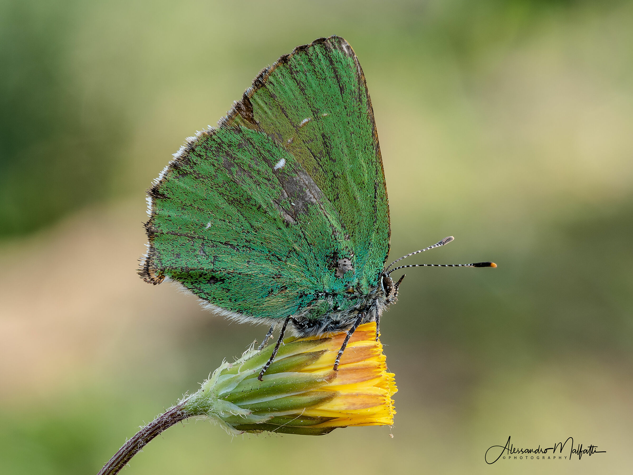 Callophrys rubi