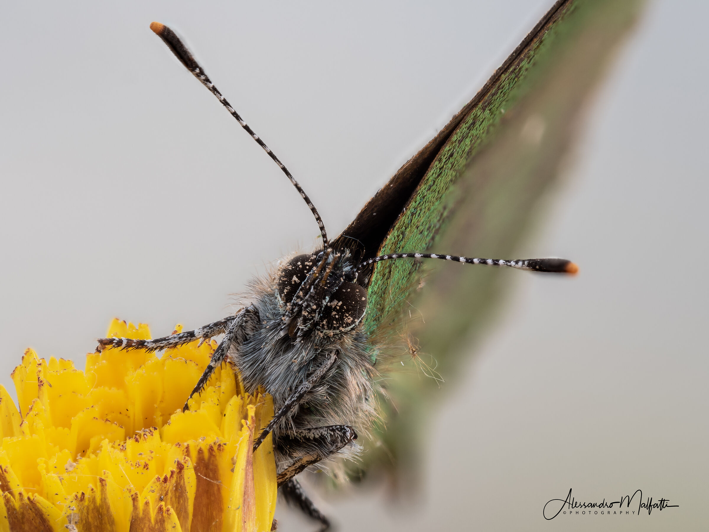 Callophrys rubi Staking
