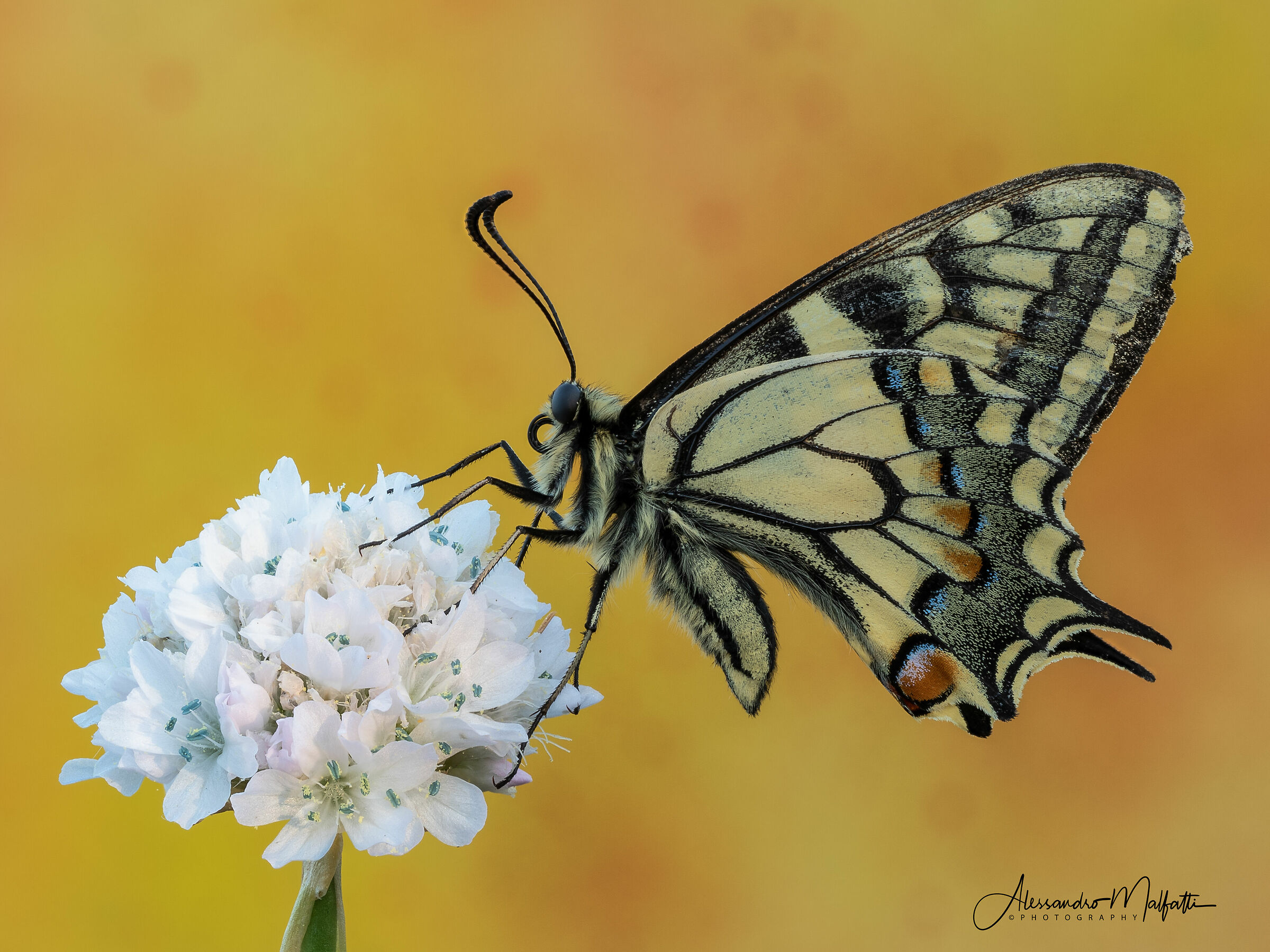 Iphiclides podalirius