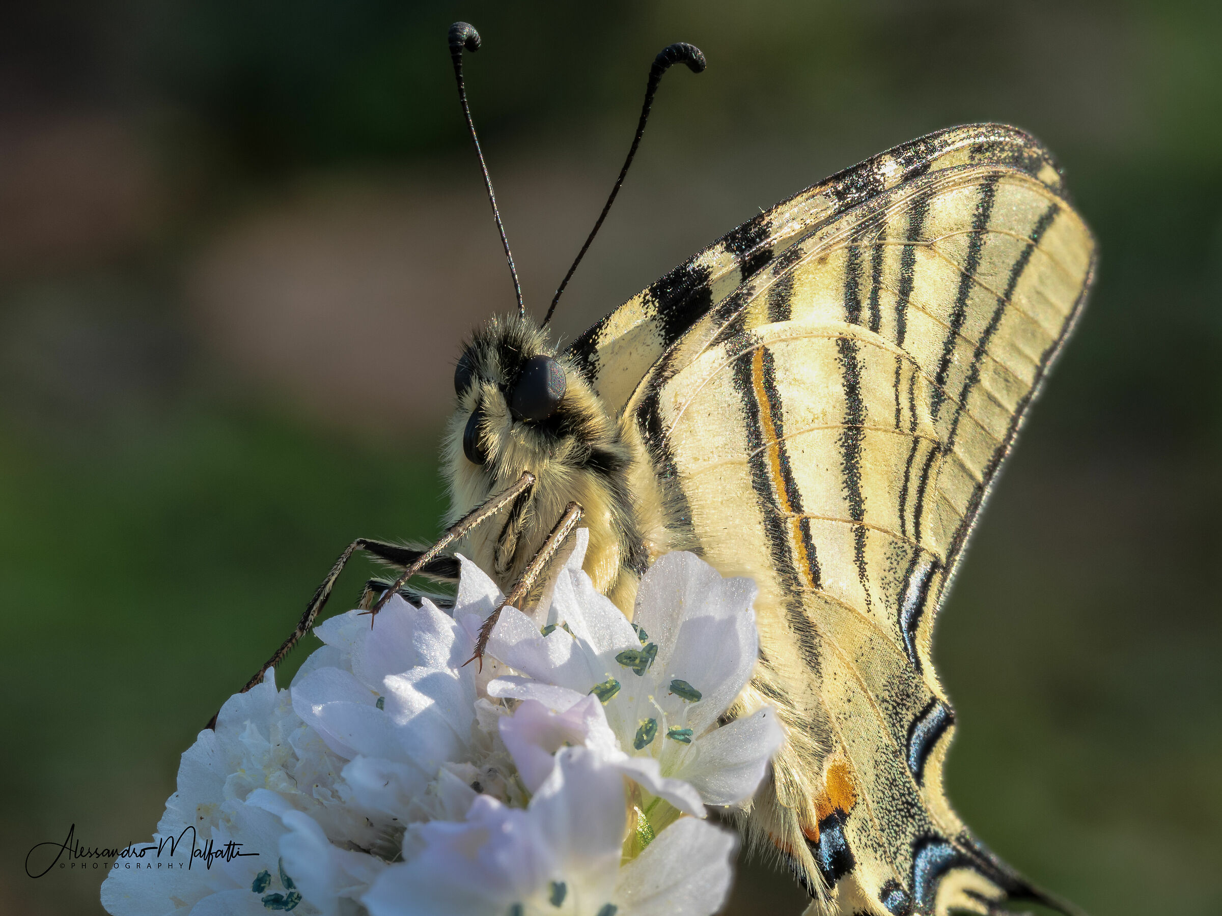 Iphiclides podalirius Staking