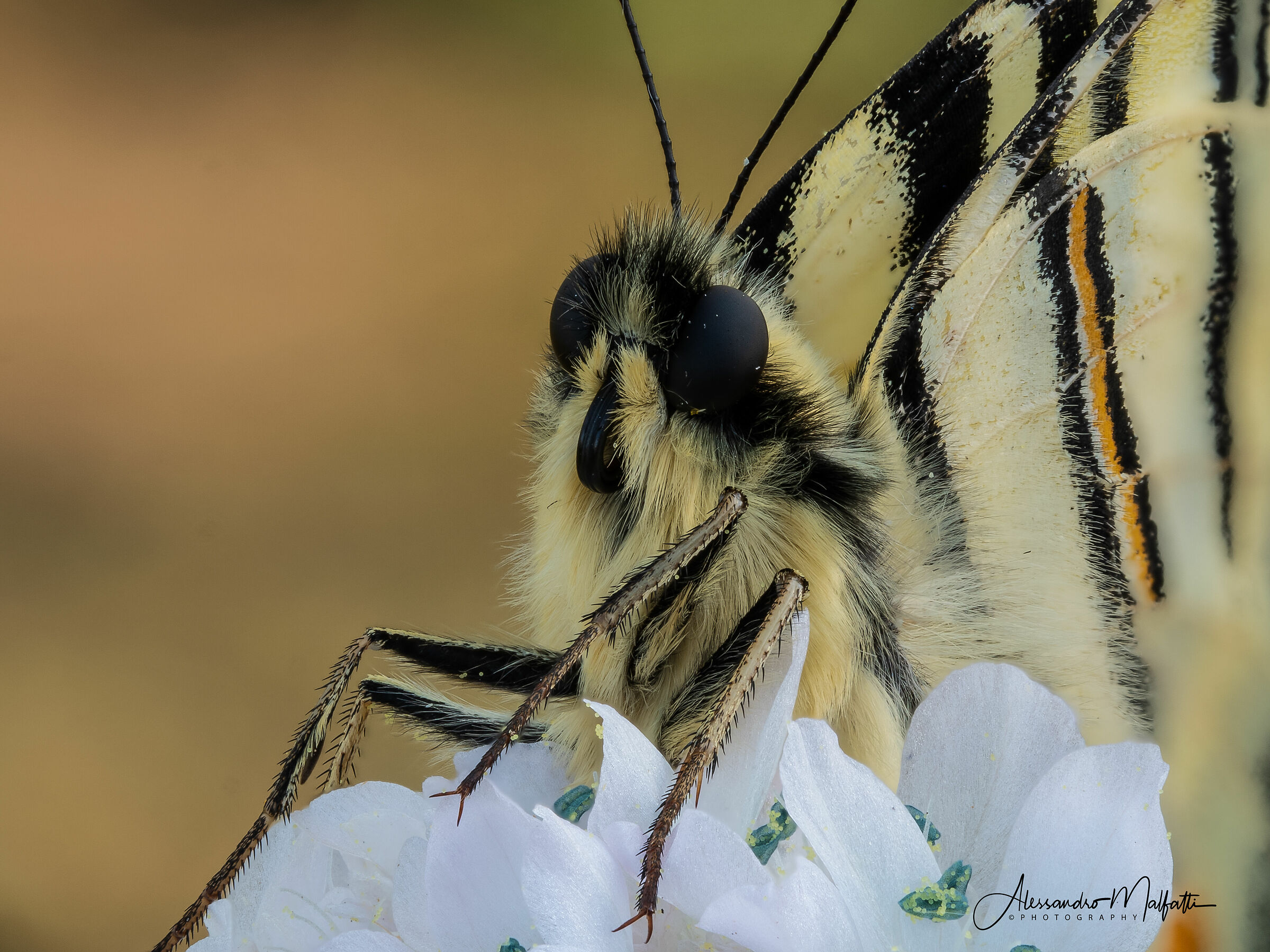 Iphiclides podalirius Staking 3