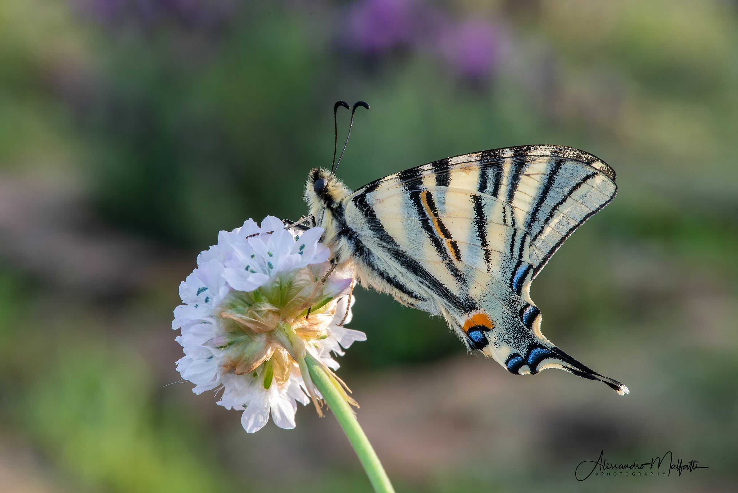 Papilio machaon 3