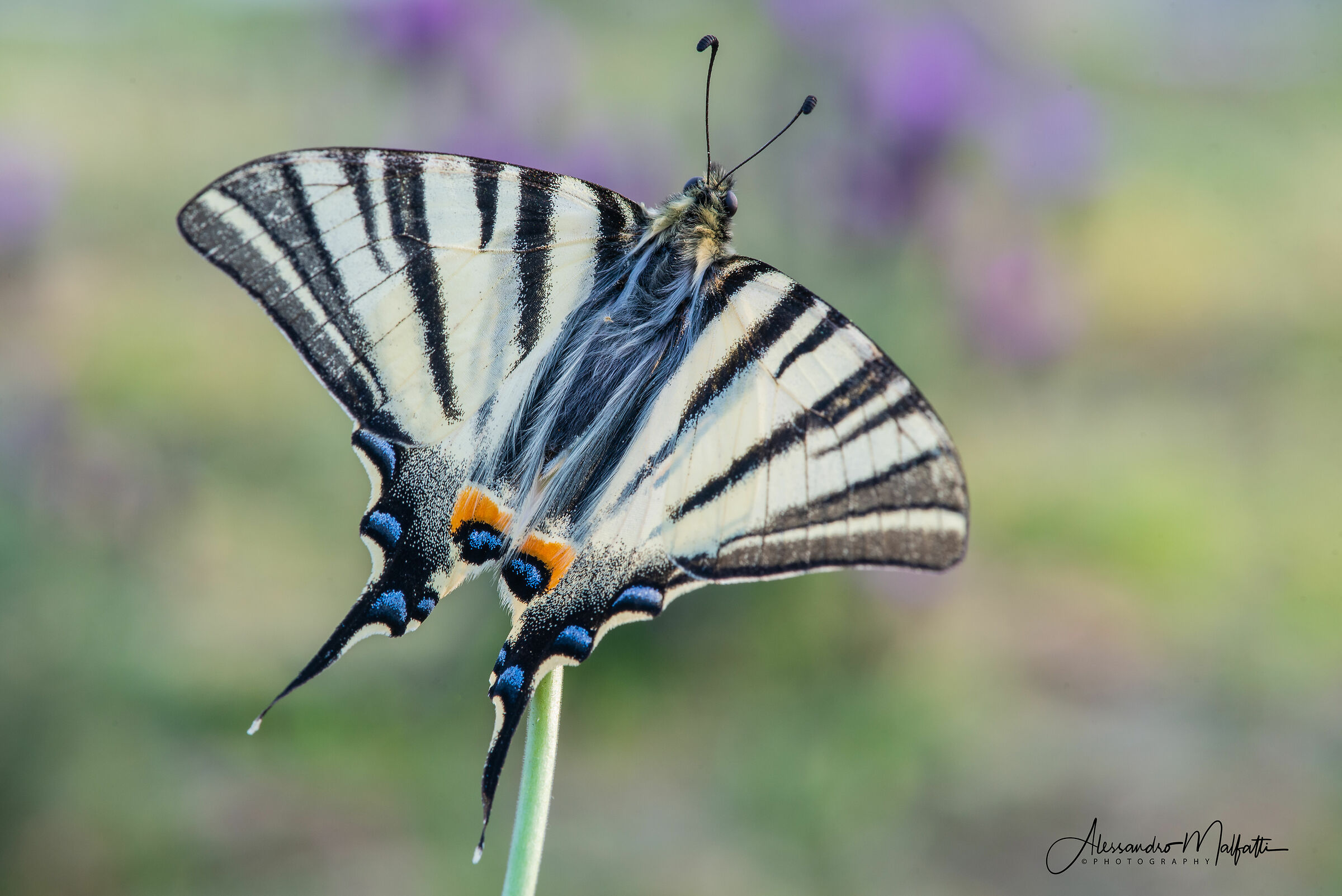 Papilio machaon mano libera