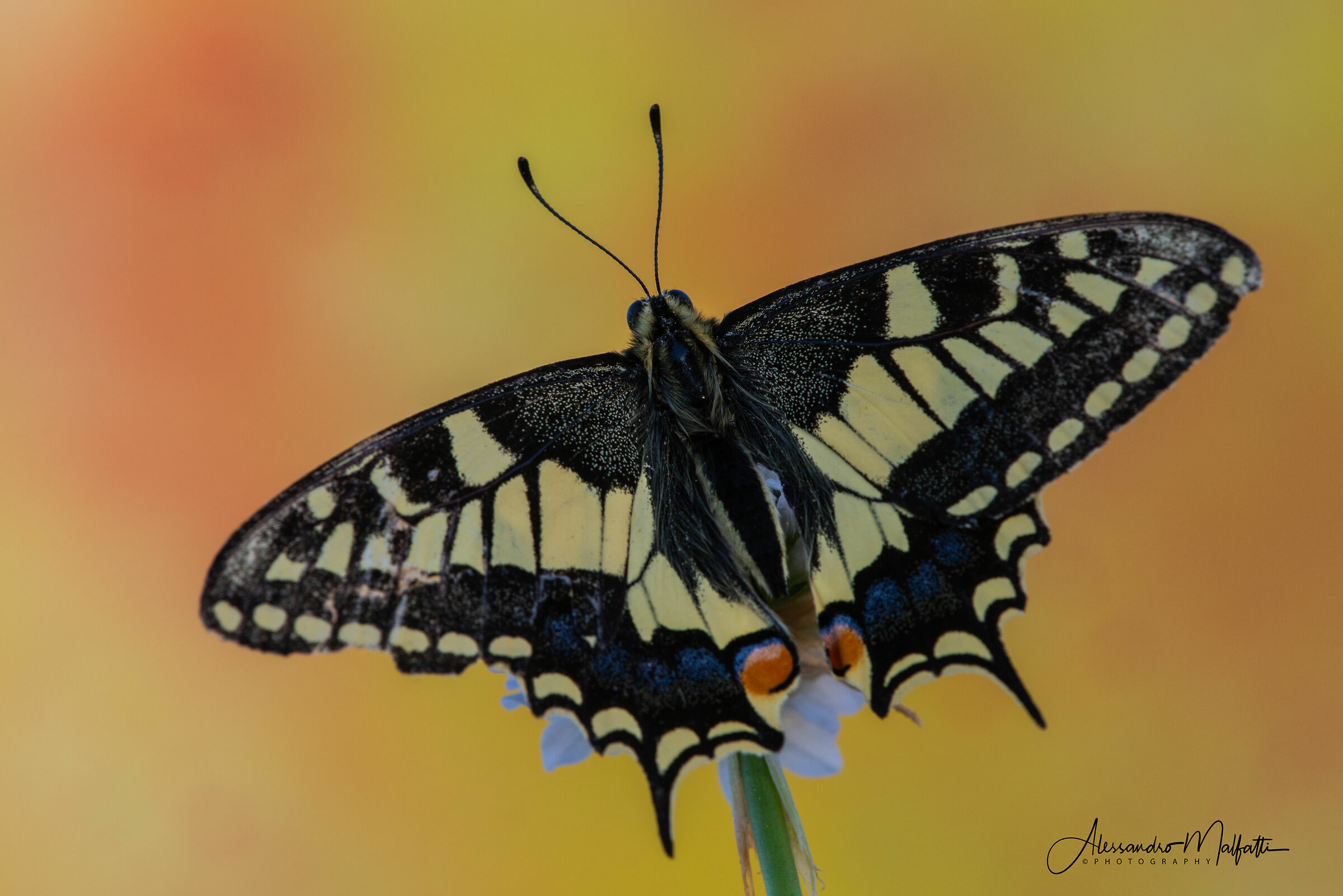 Iphiclides podalirius mano libera
