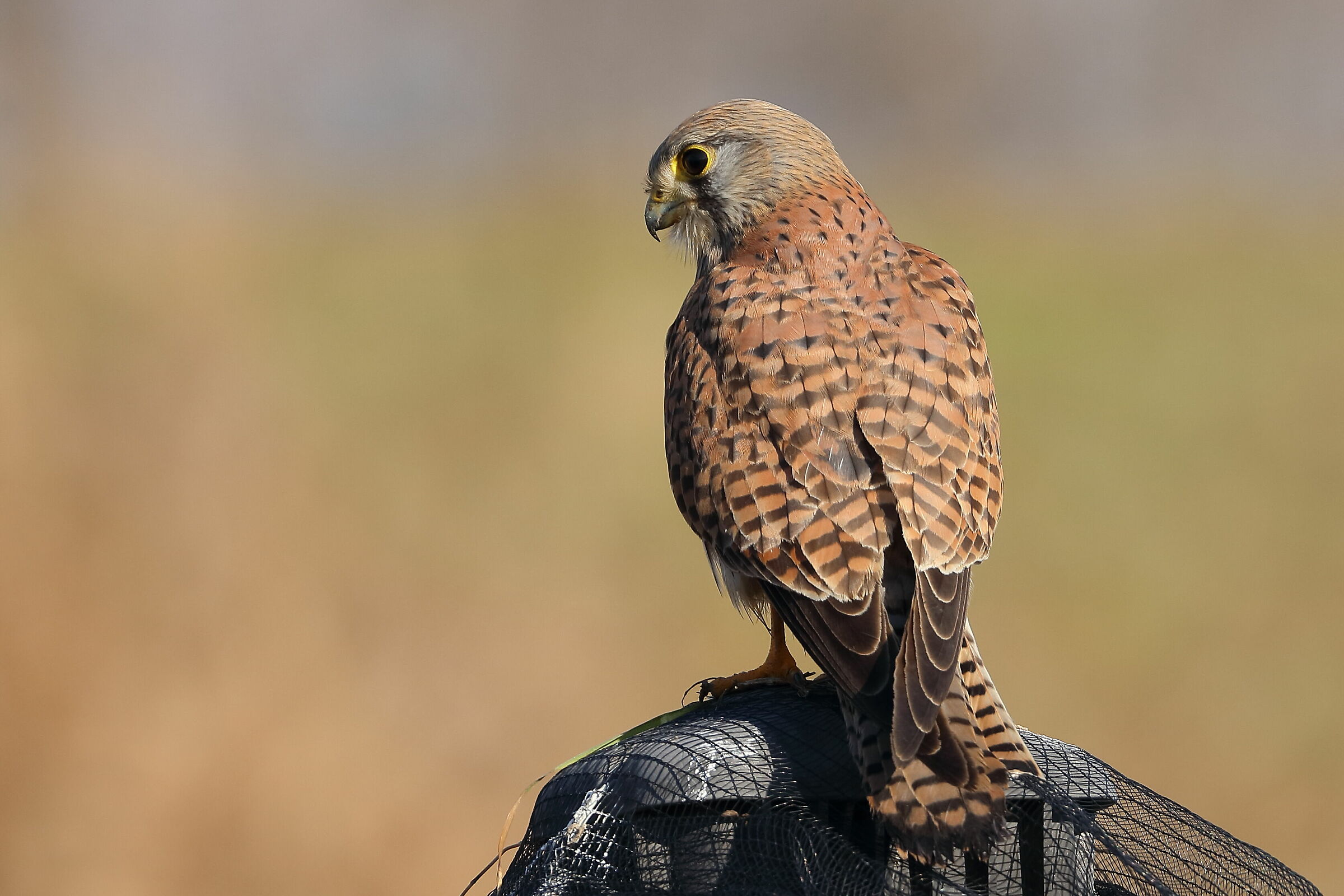 Male Kestrel