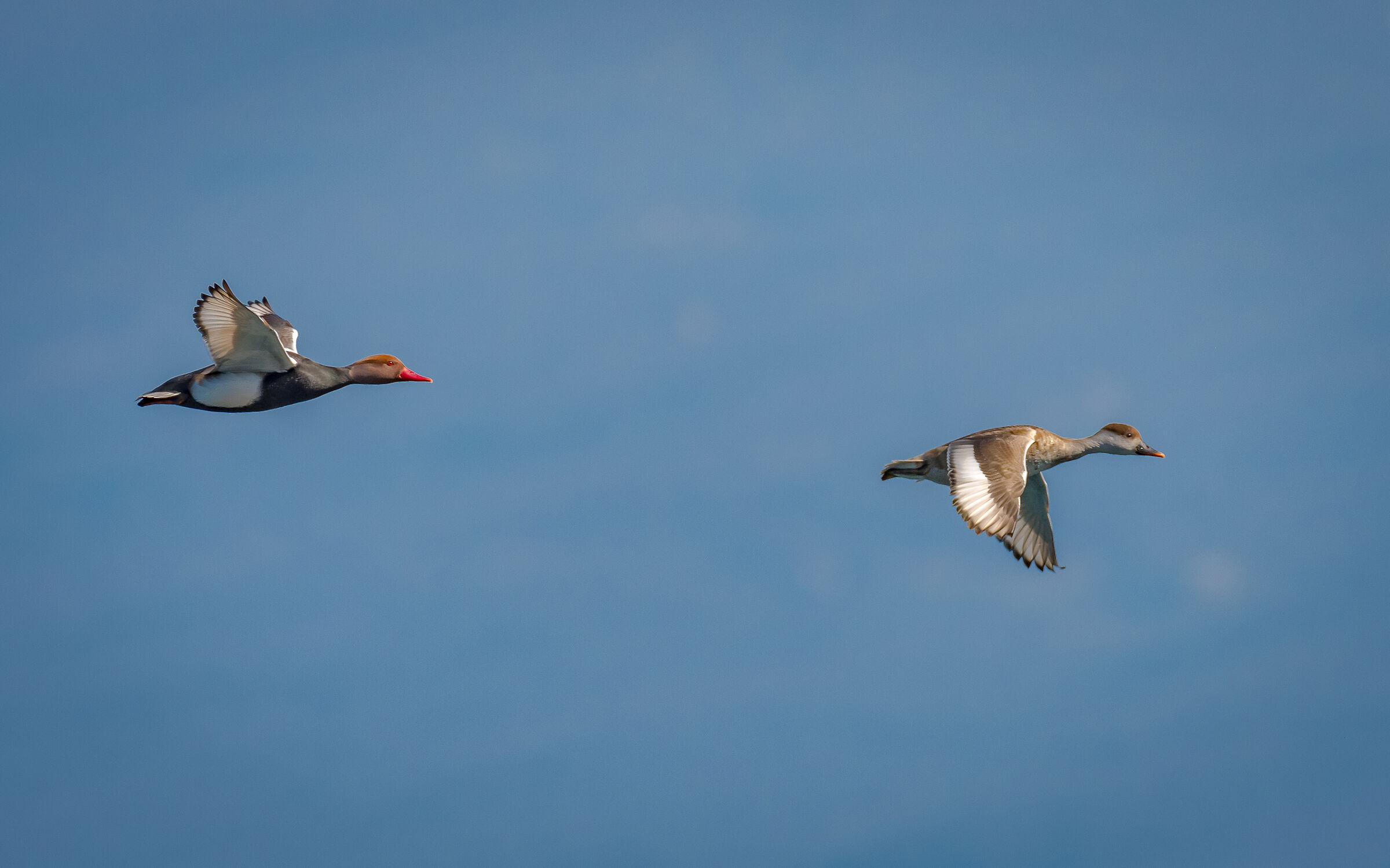 Turkish Fistions in flight
