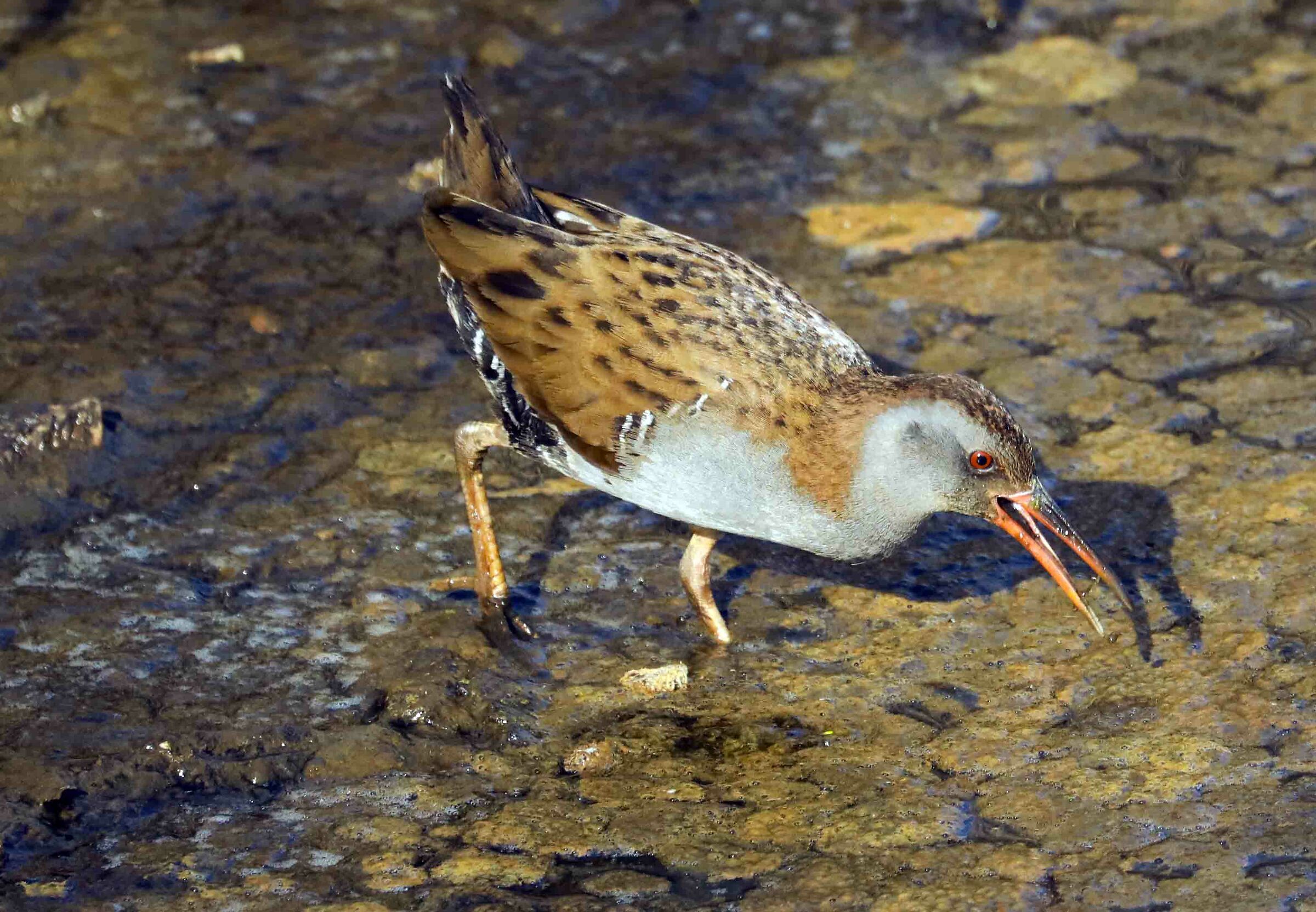 Water Rail
