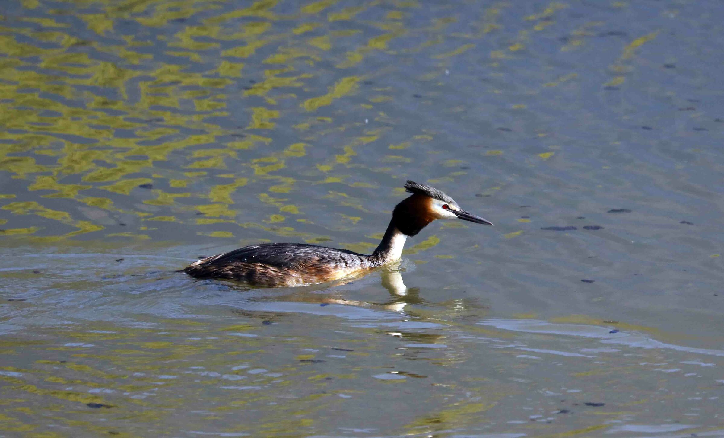 Grebe
