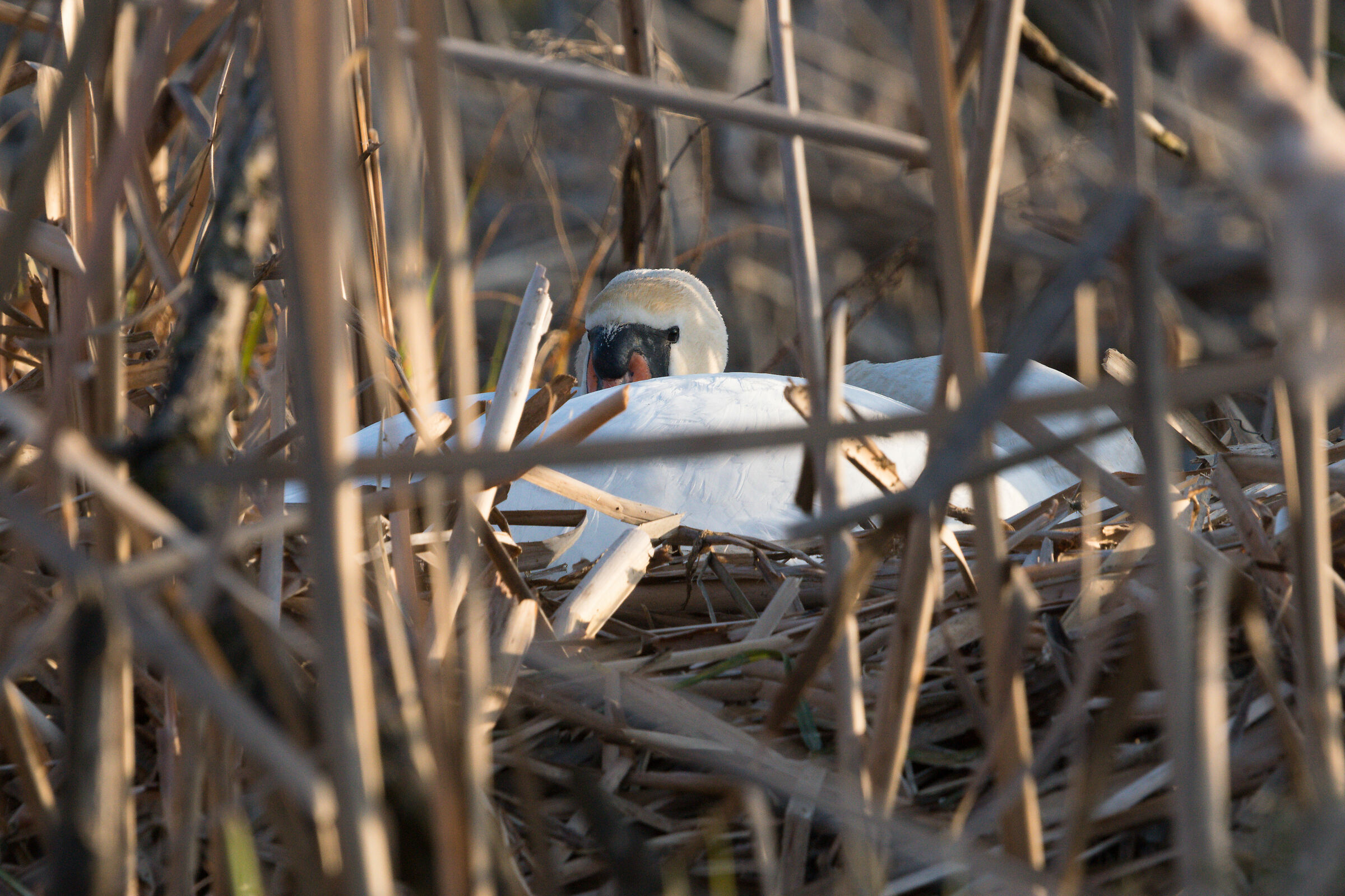 Swan on the nest