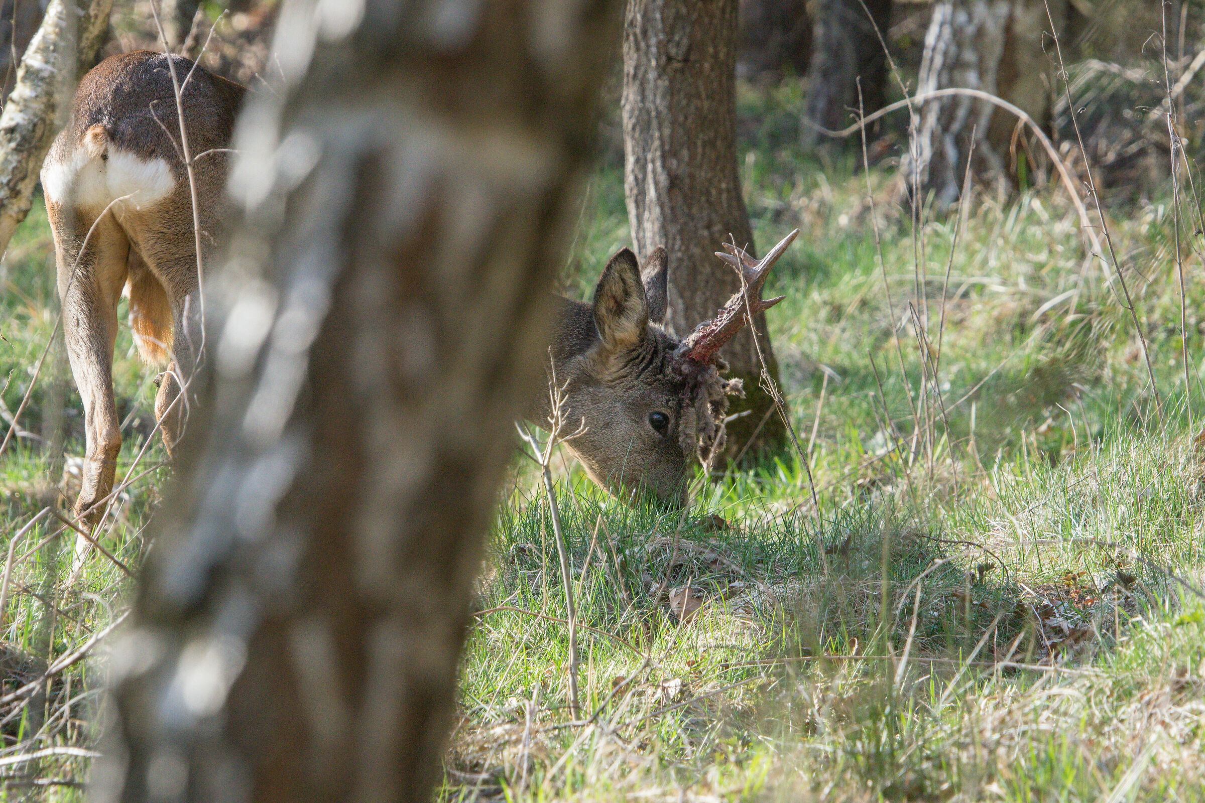 Capriolo (Capreolus capreolus)