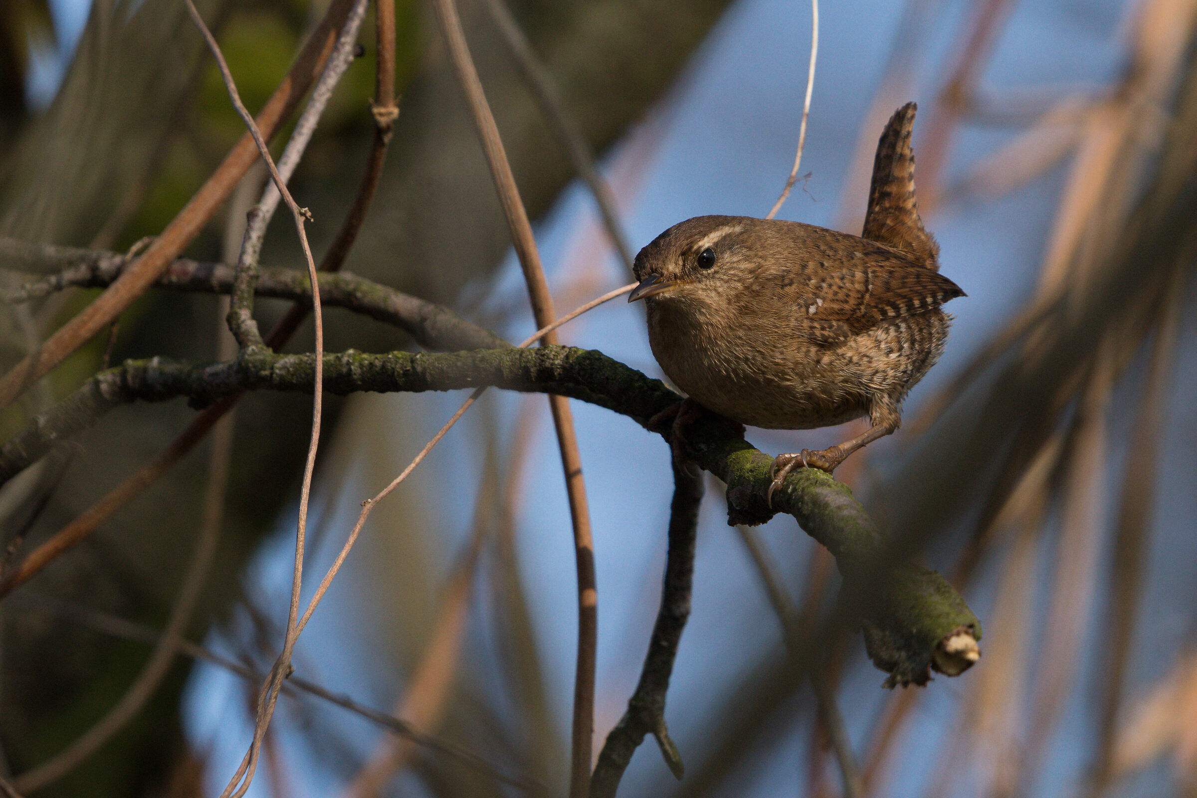 Wren eurasiatico (Troglodytes troglodytes)