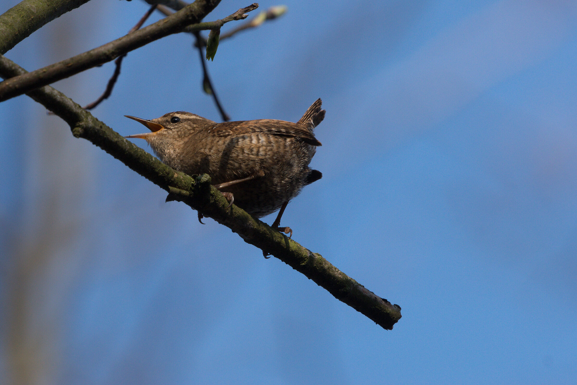 Wren Erasian (Troglodytes troglodytes)