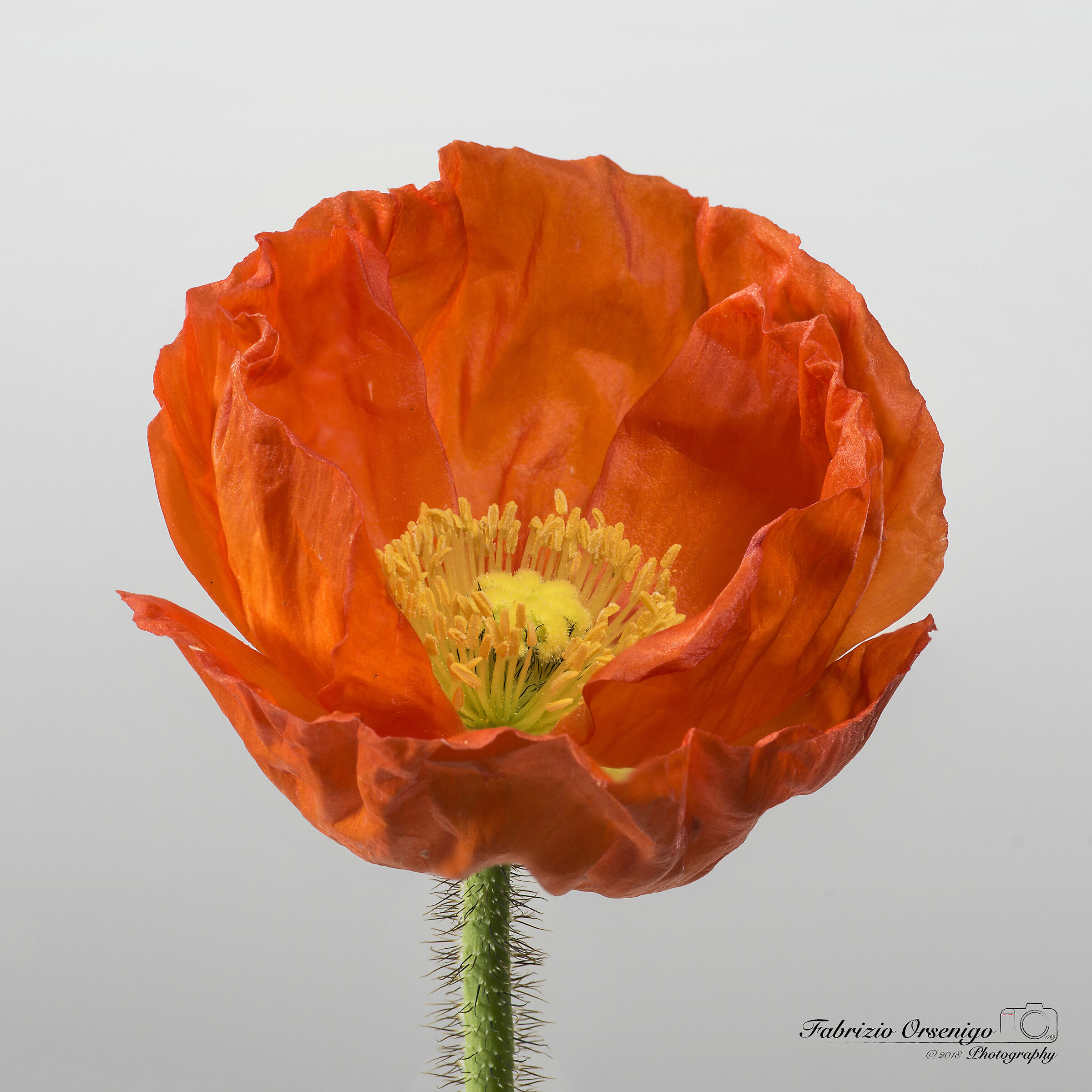 Papavero 1