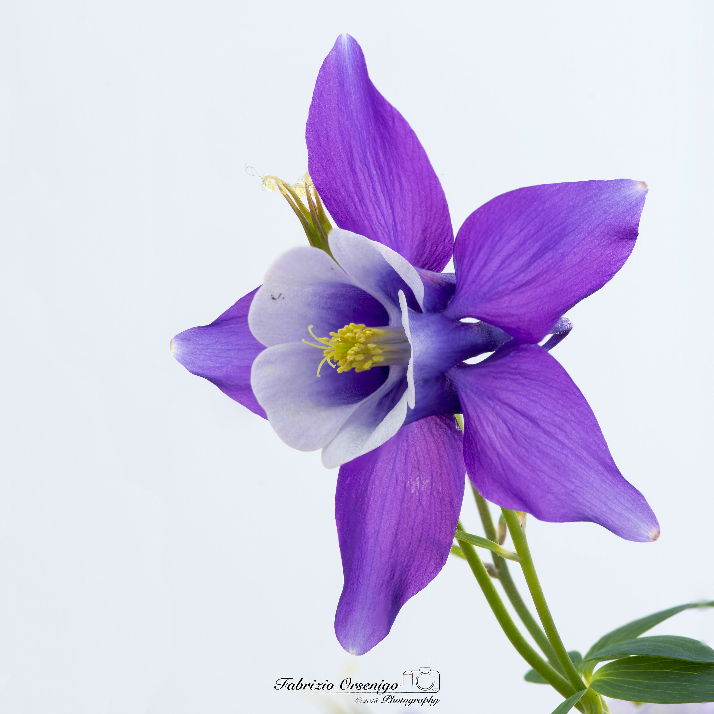 Aquilegia