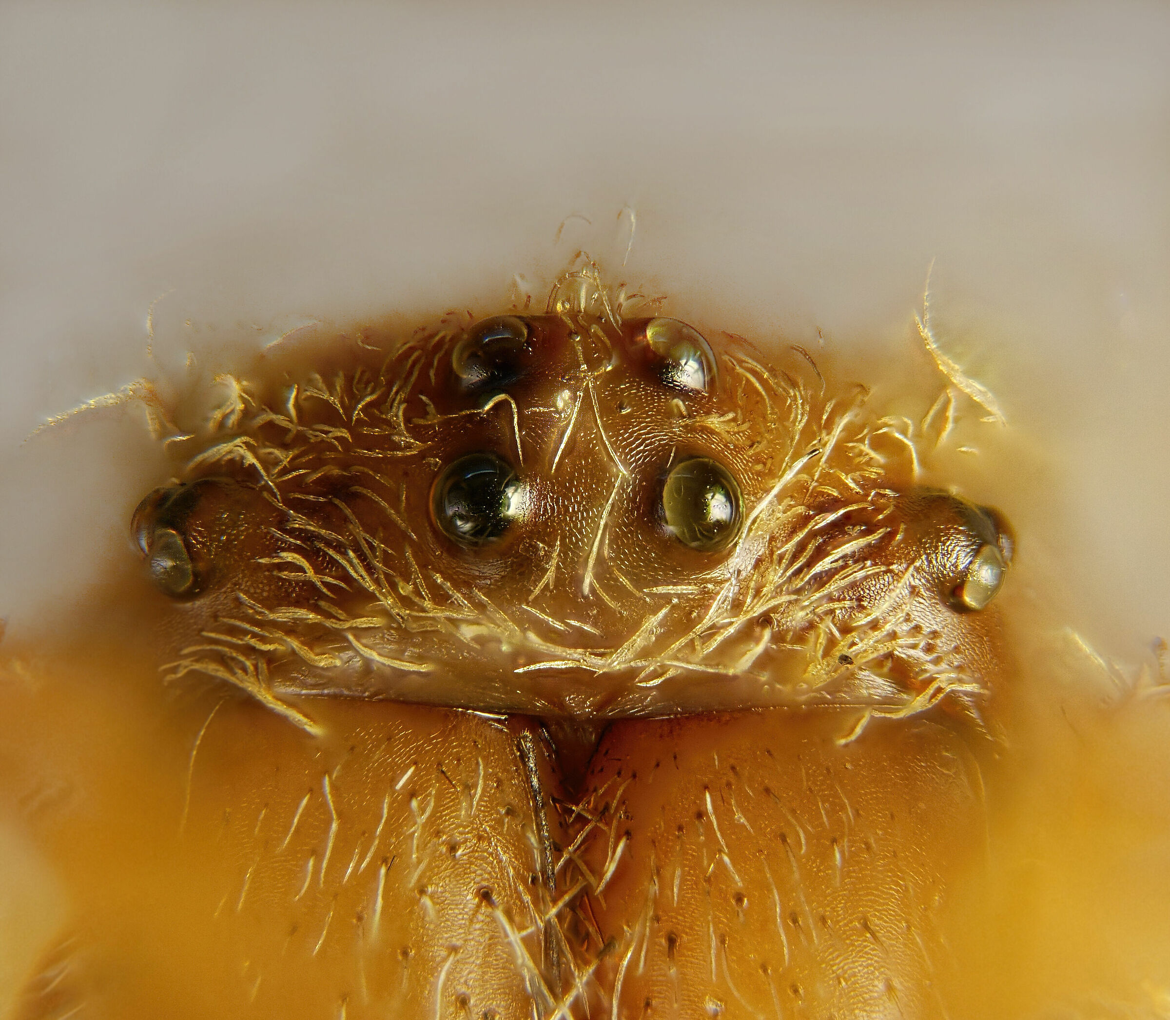 Eyes of Agalenatea redii x10