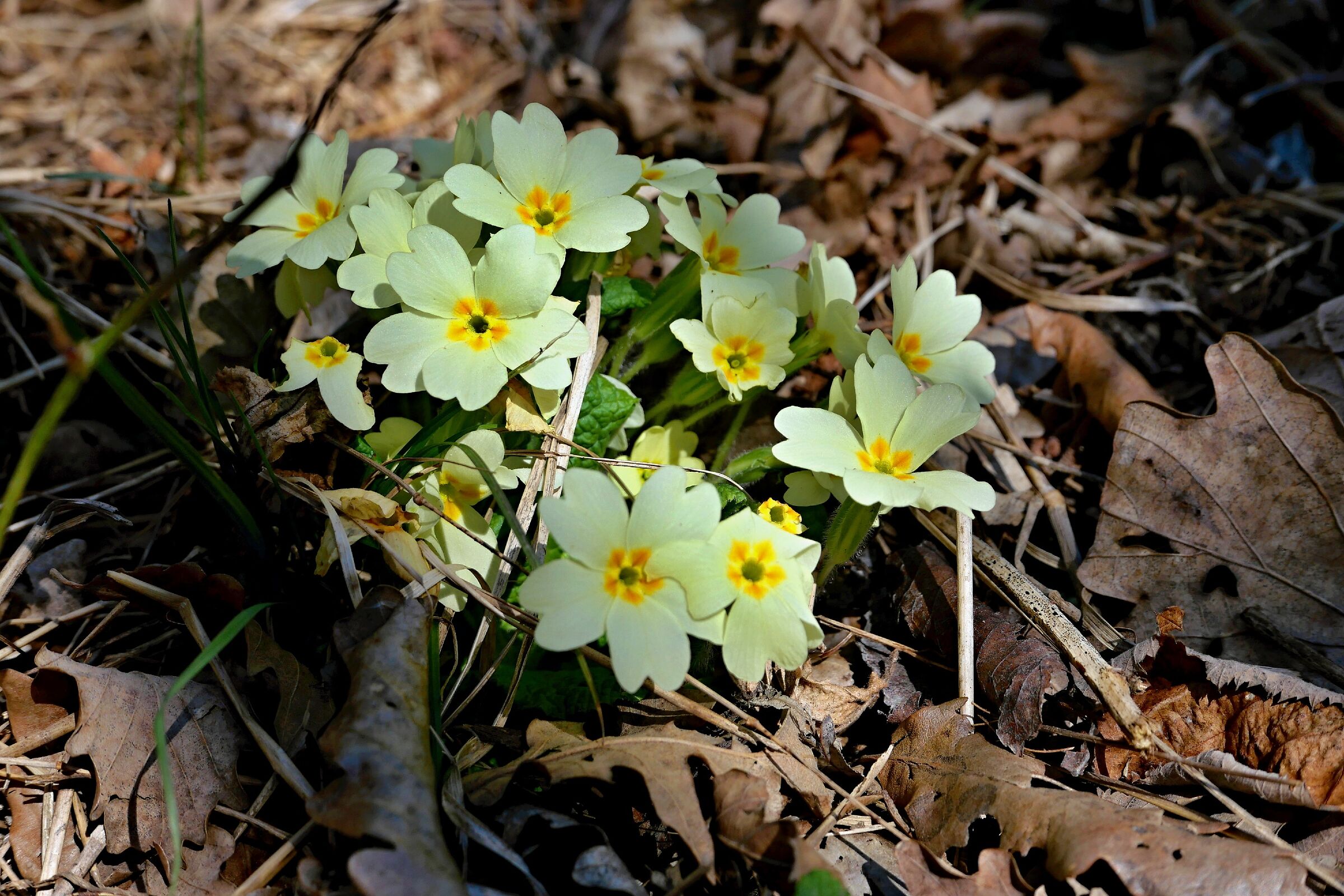 Primula Vulgaris