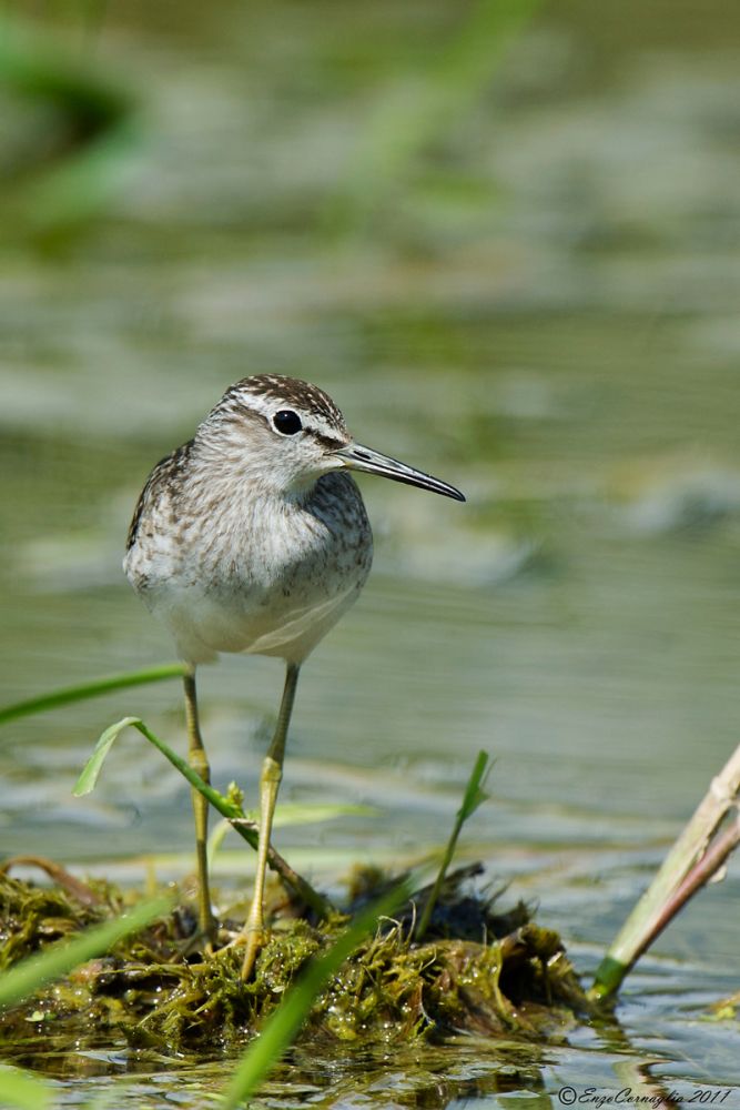 Wood sandpiper