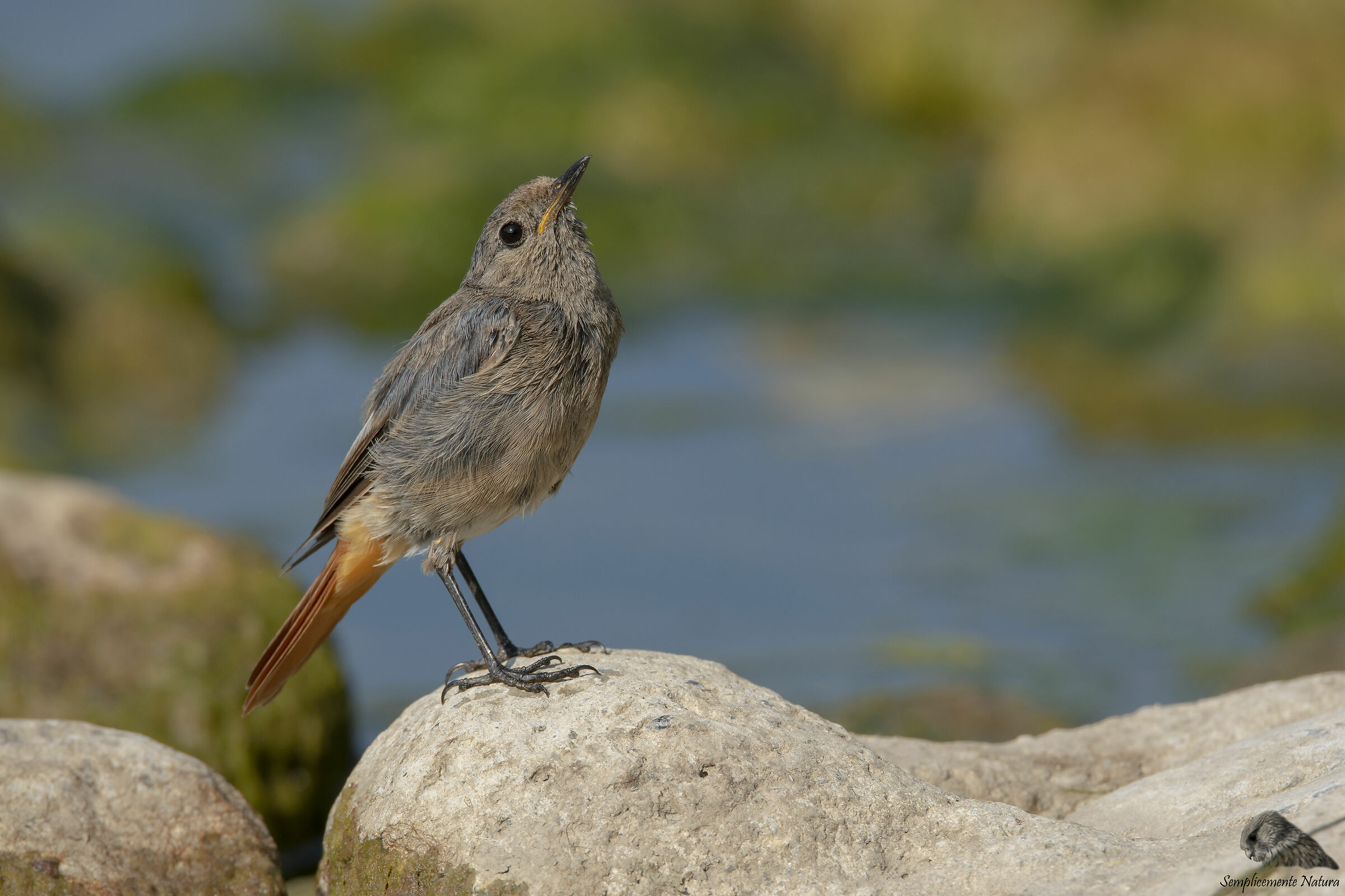 Redtail Young Chimney Sweep (Phoenicurus ochruros)