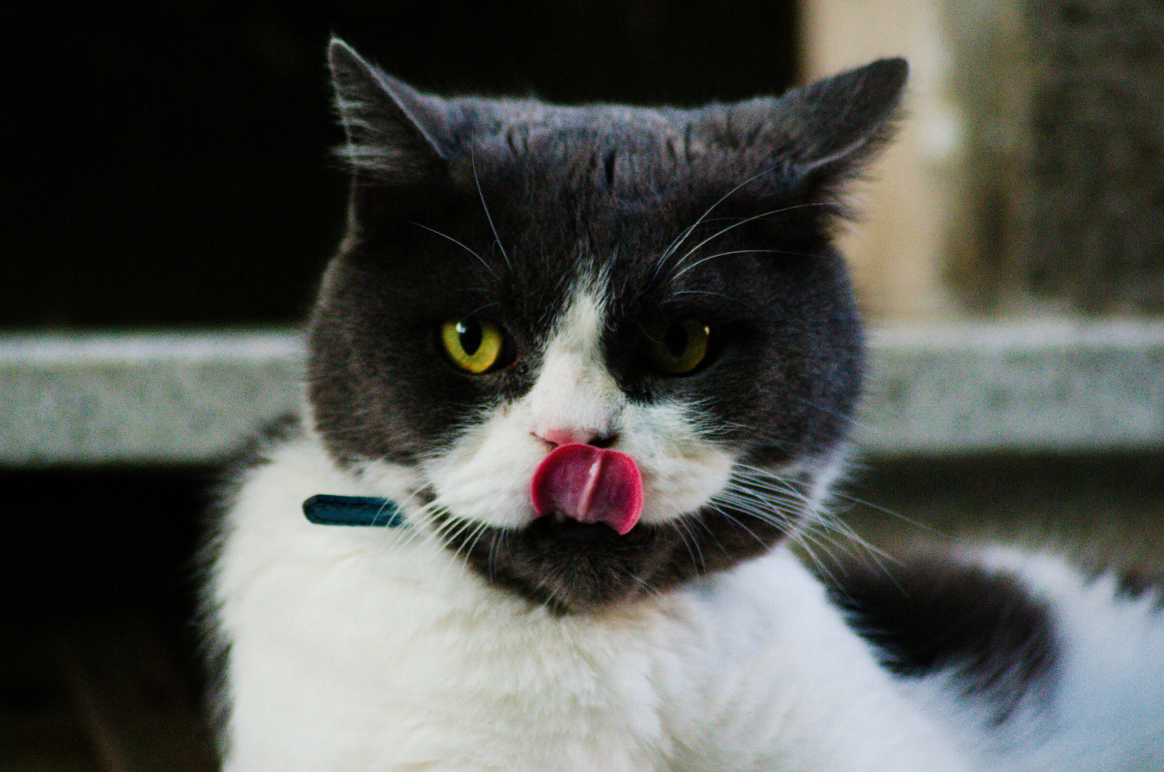 il gatto del mio buon vicino