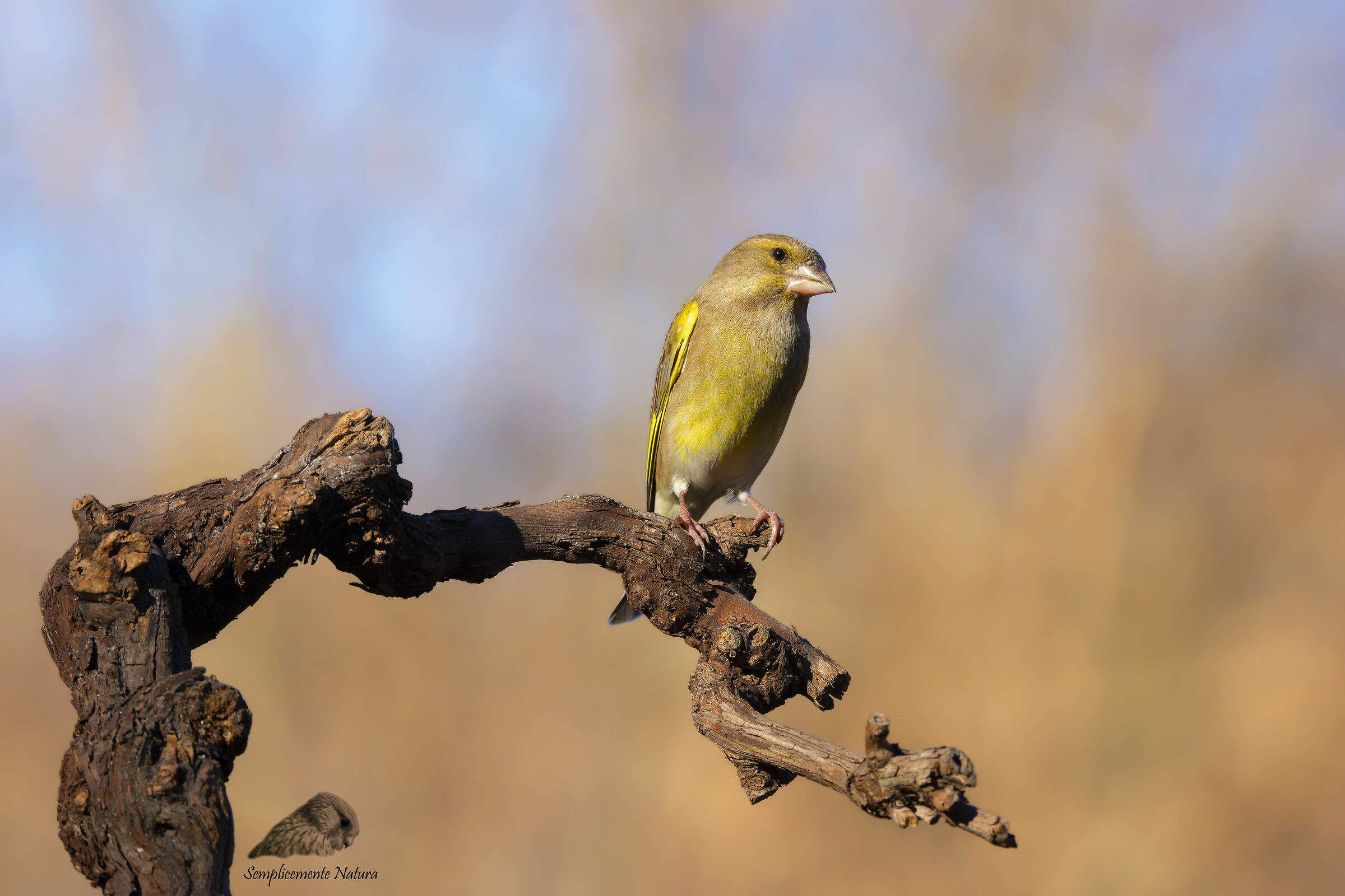 Verdone (Chloris chloris)