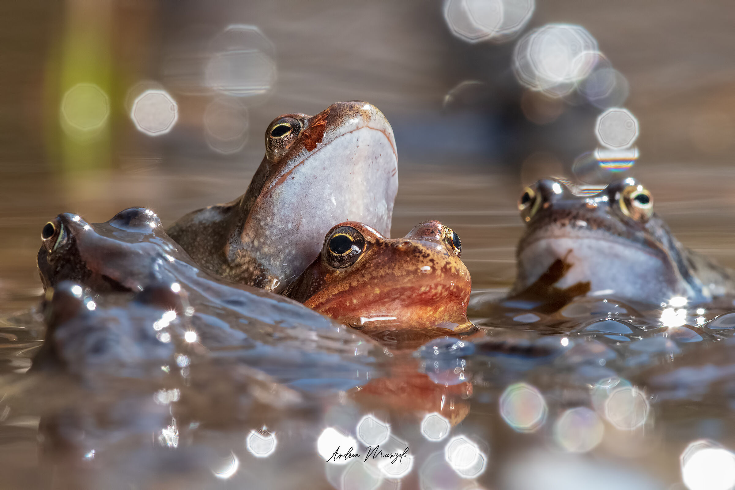 Frogs in love
