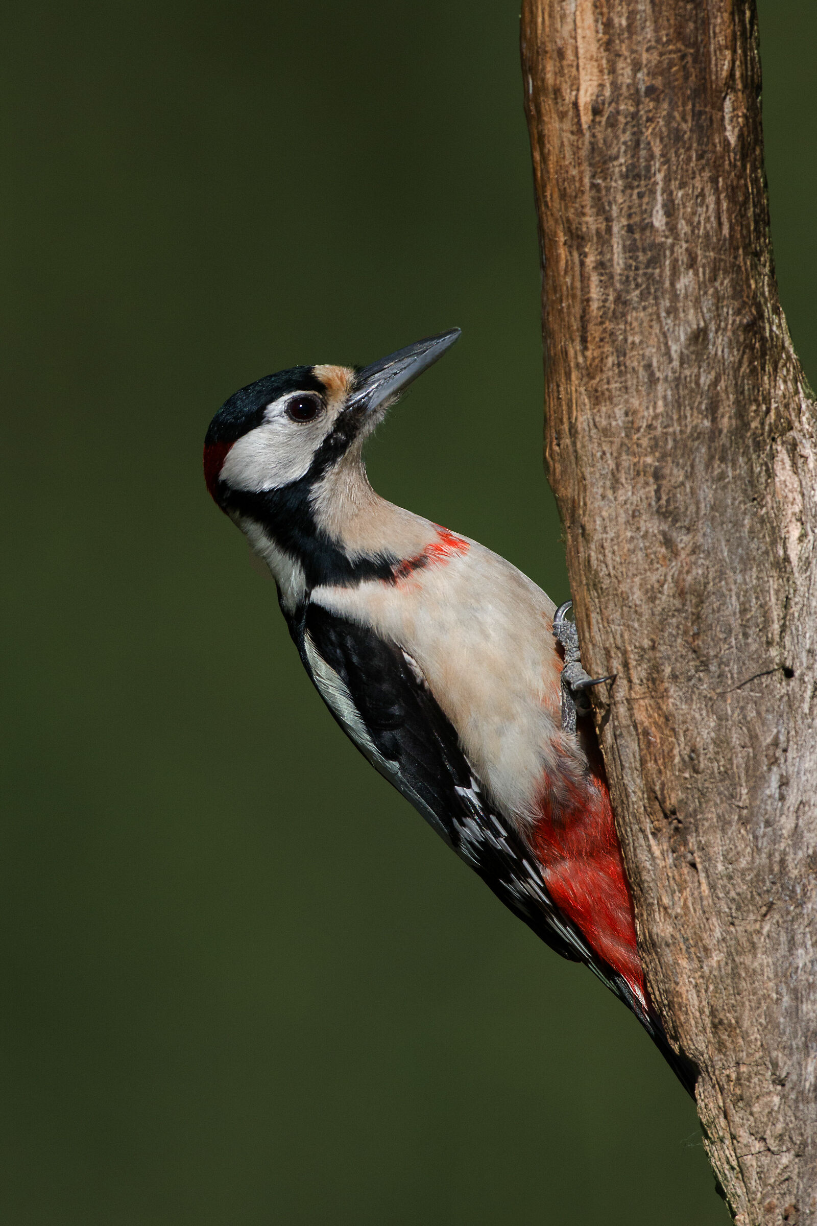 Red Woodpeckers