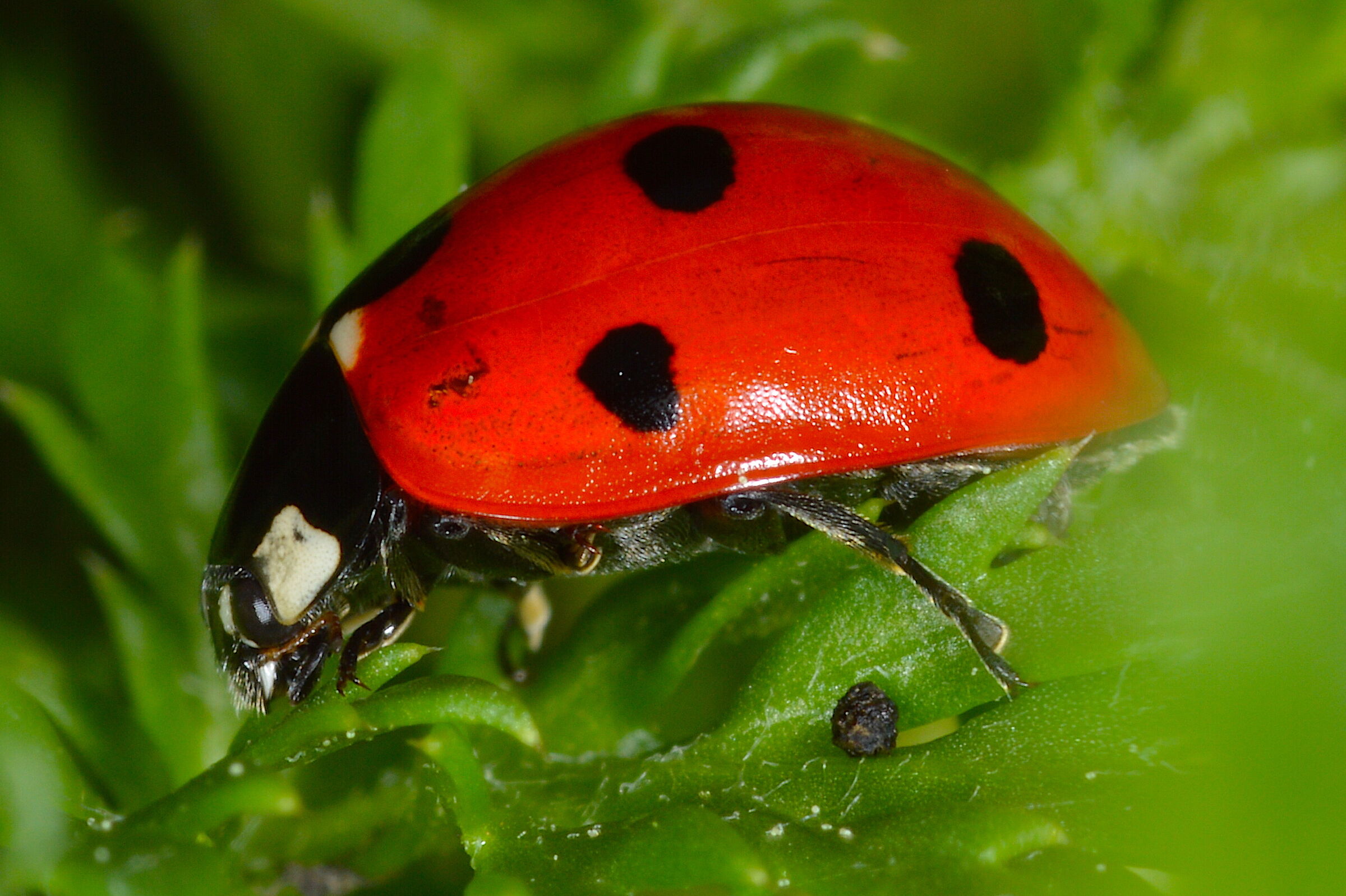Coccinella