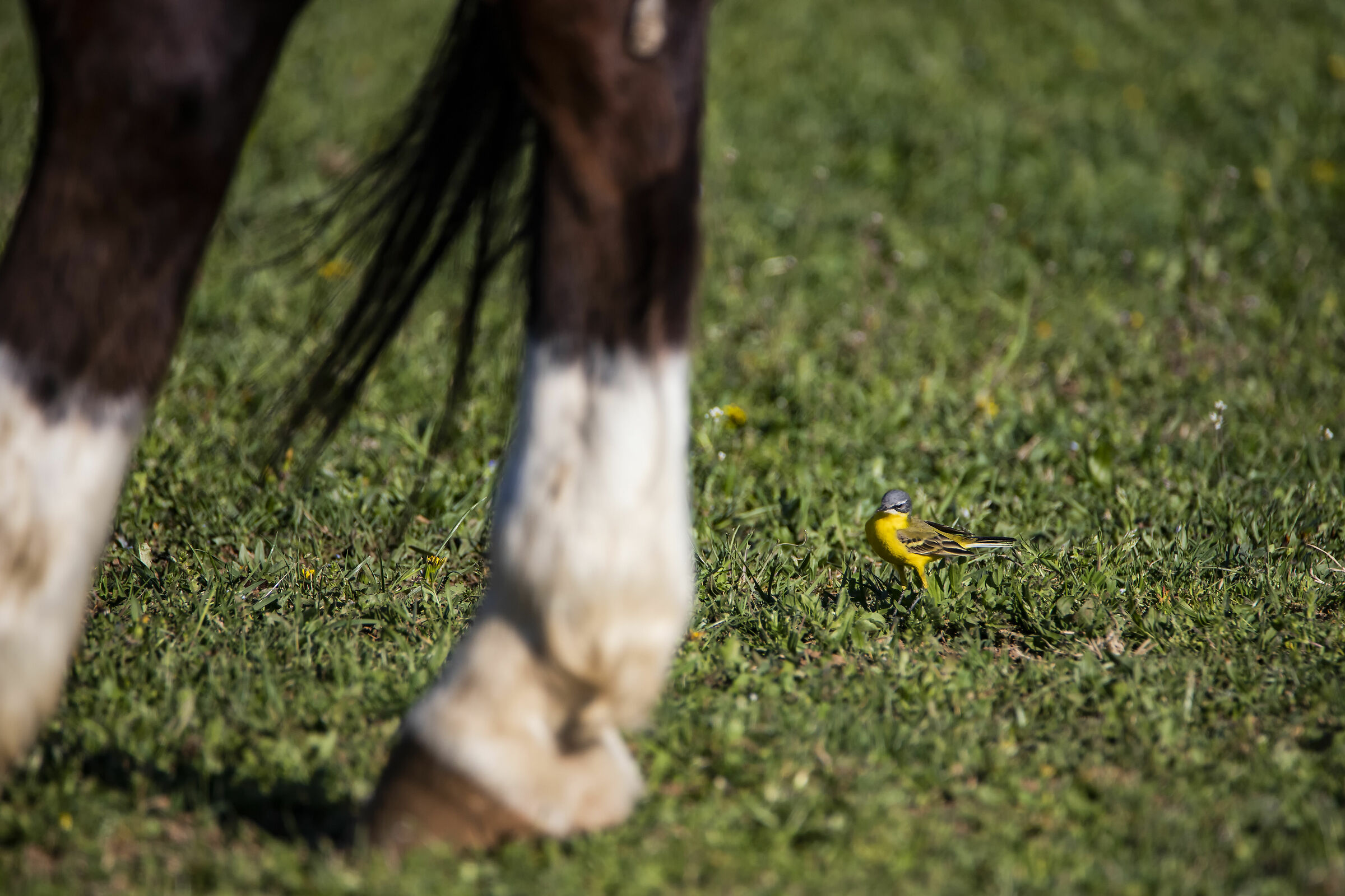 Motacilla Cinerea (Yellow Ballerina)