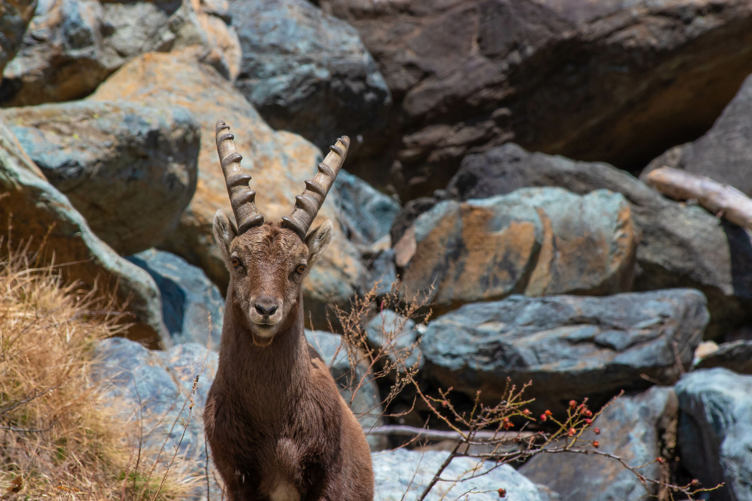 Ibex