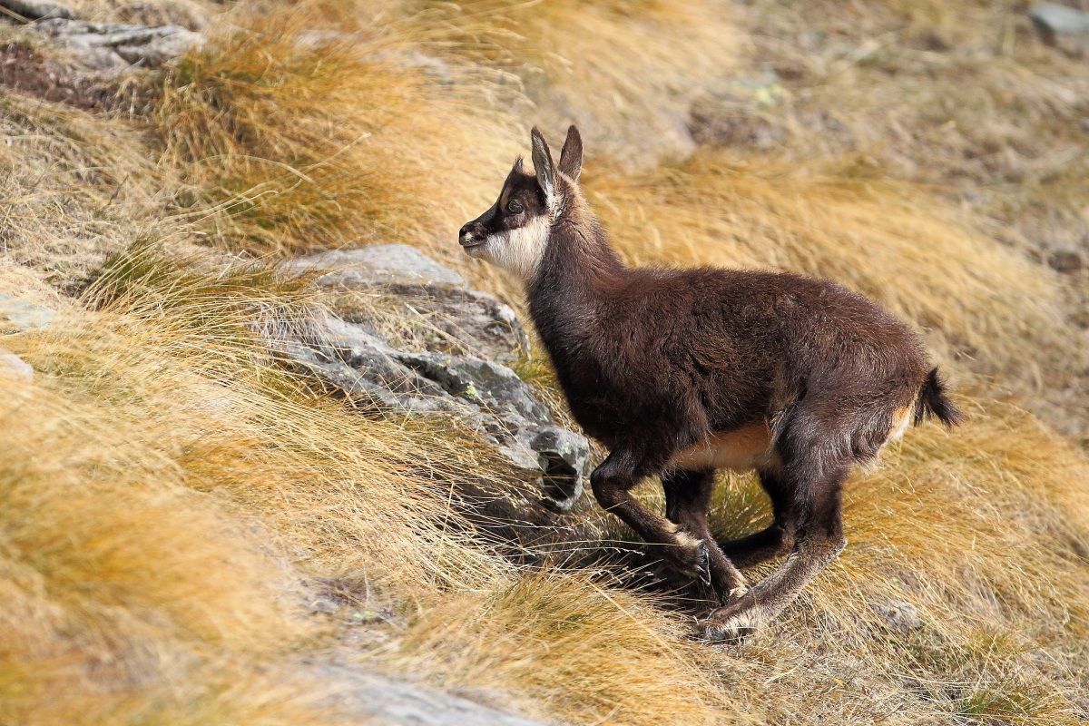 Chamois