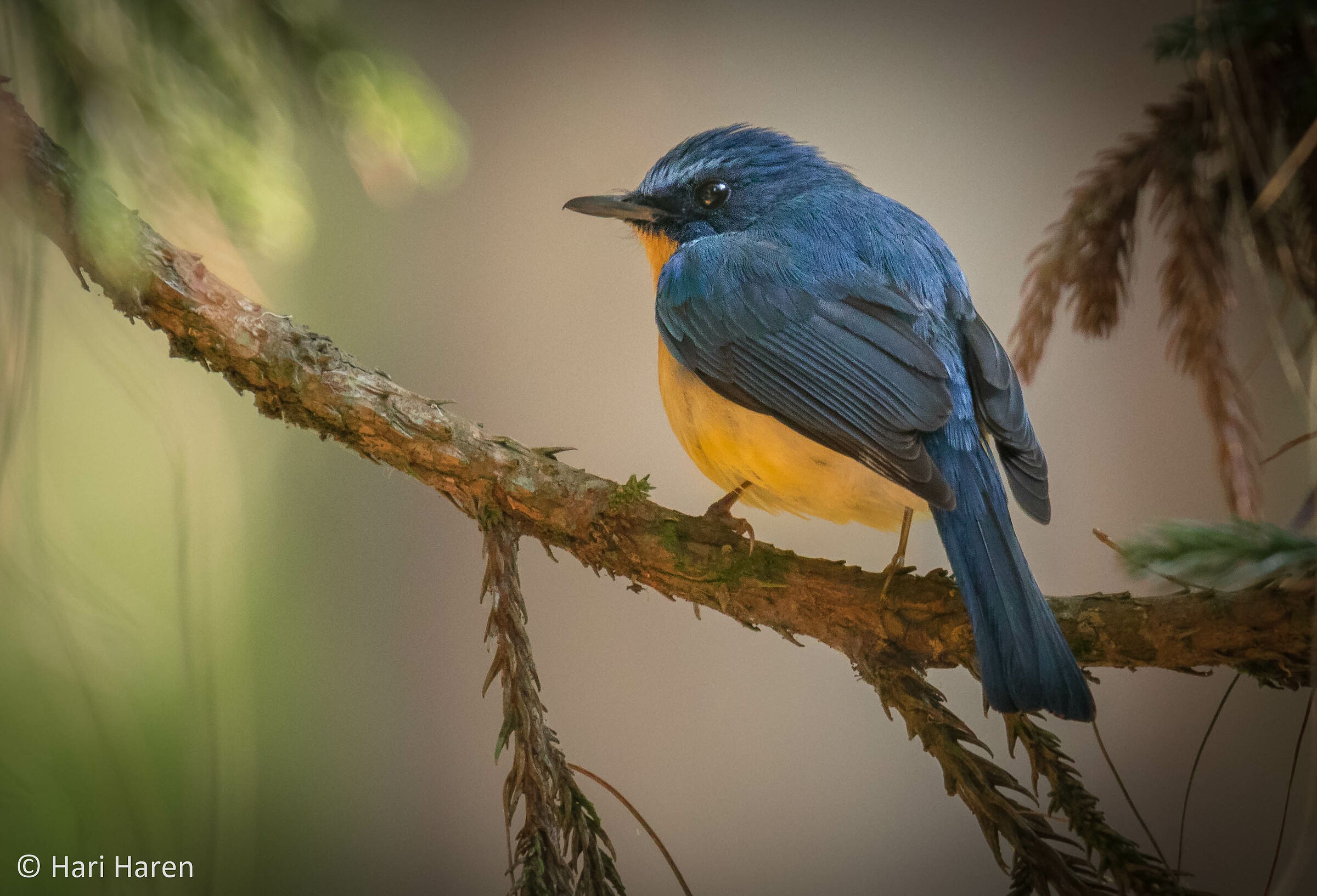 Tickell's blue flycatcher
