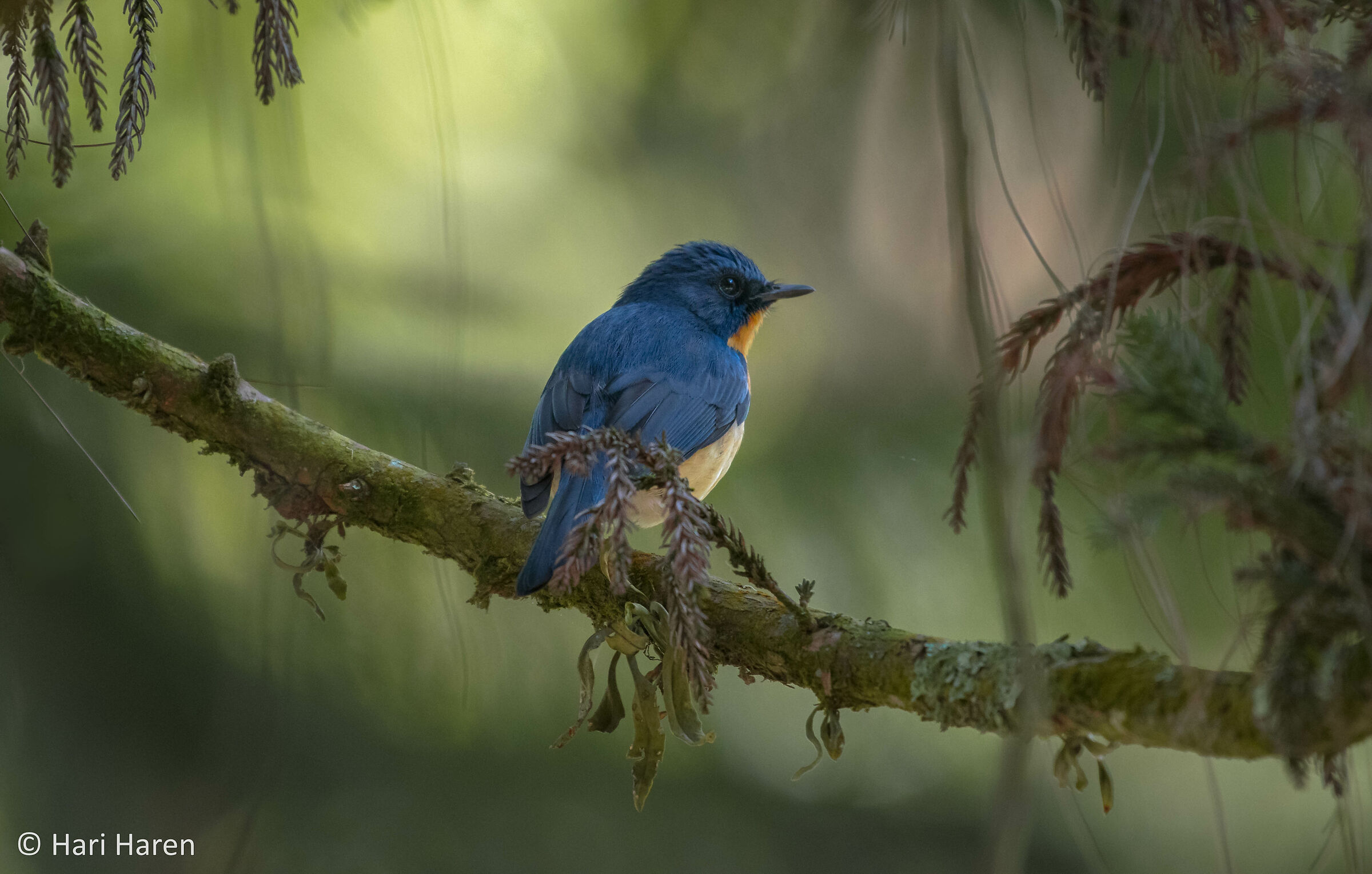 Tickell's blue flycatcher