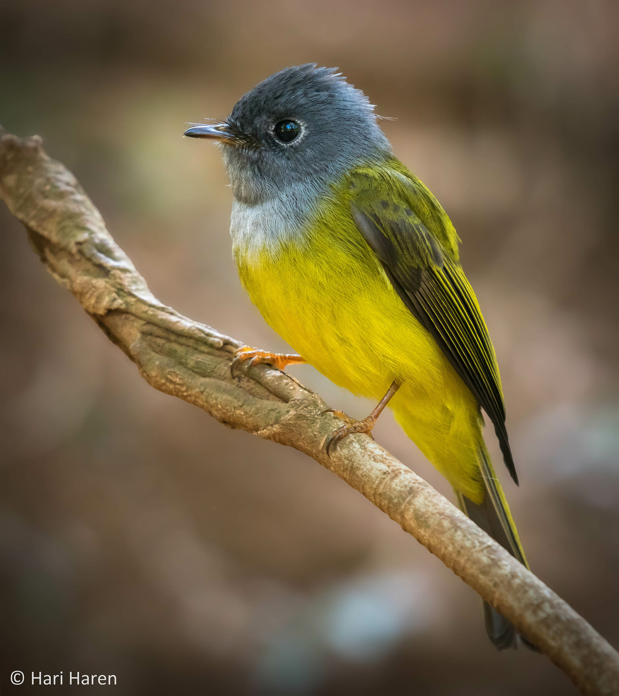 Grey-headed canary flycatcher