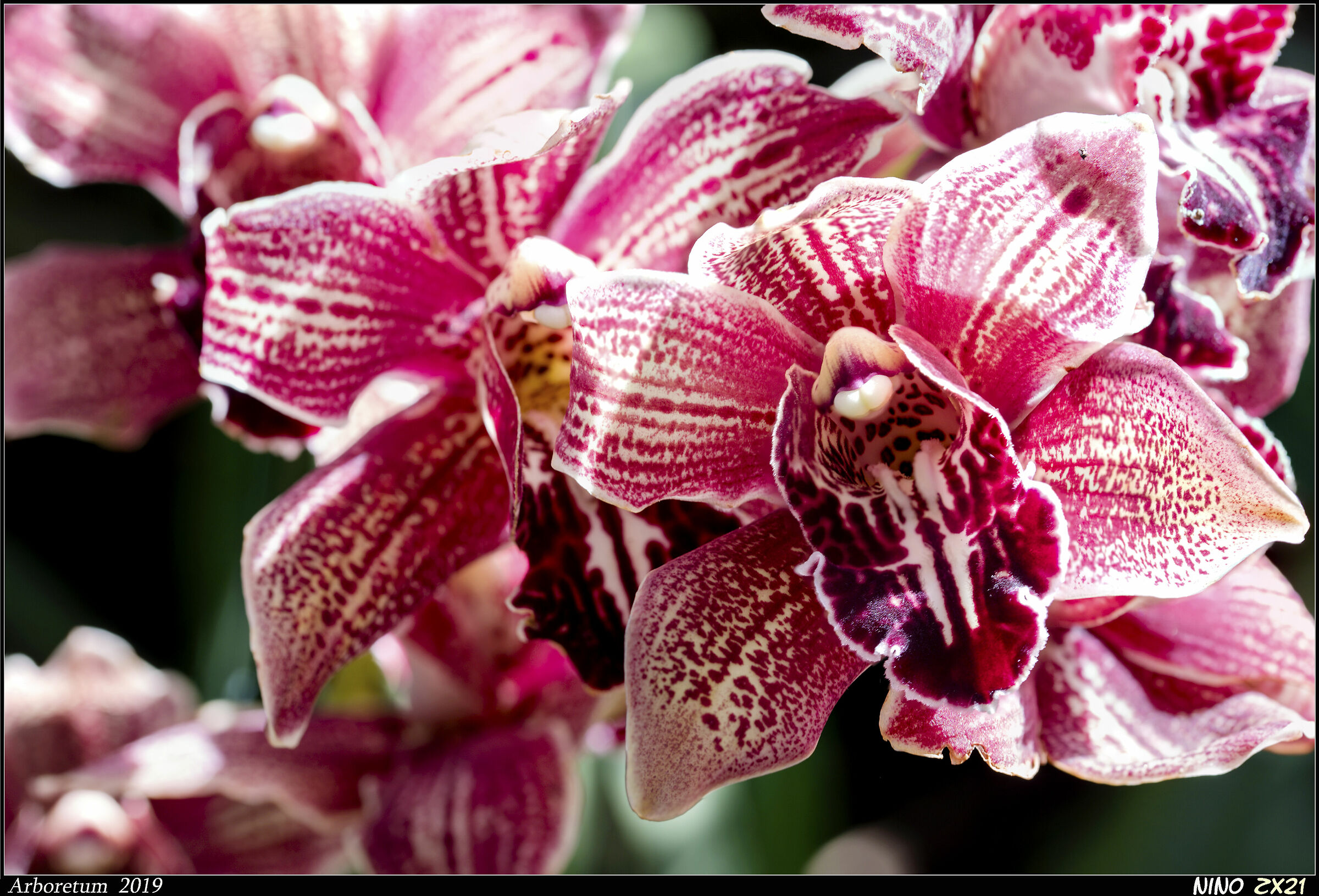 Orchidea