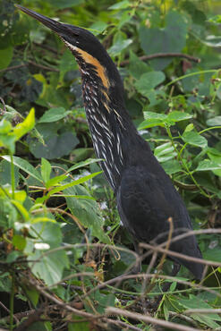 Ixobrychus flavicollis