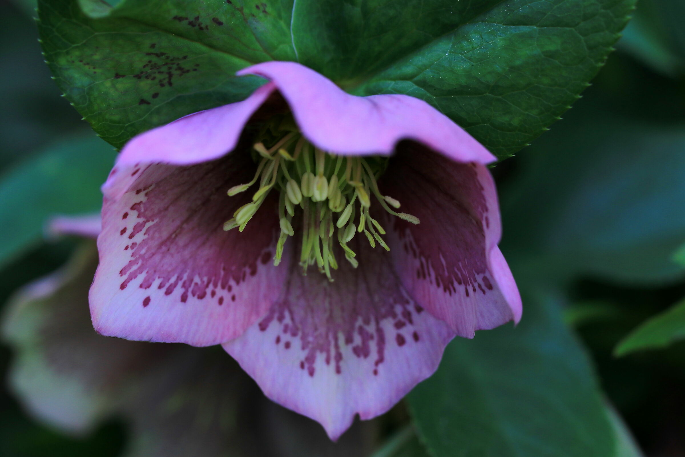 Hellebore