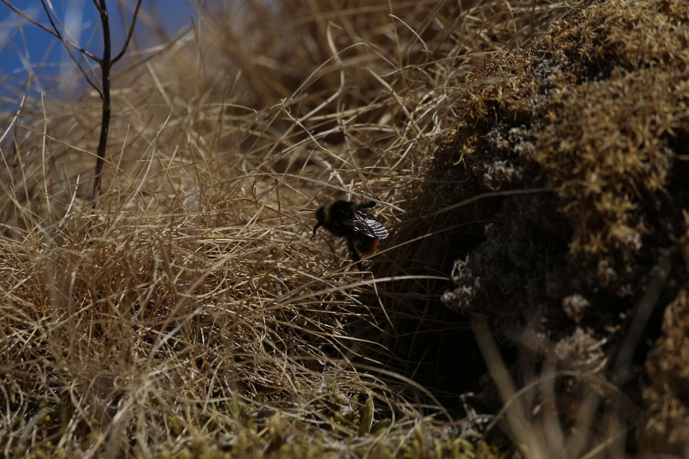 Il risveglio della natura