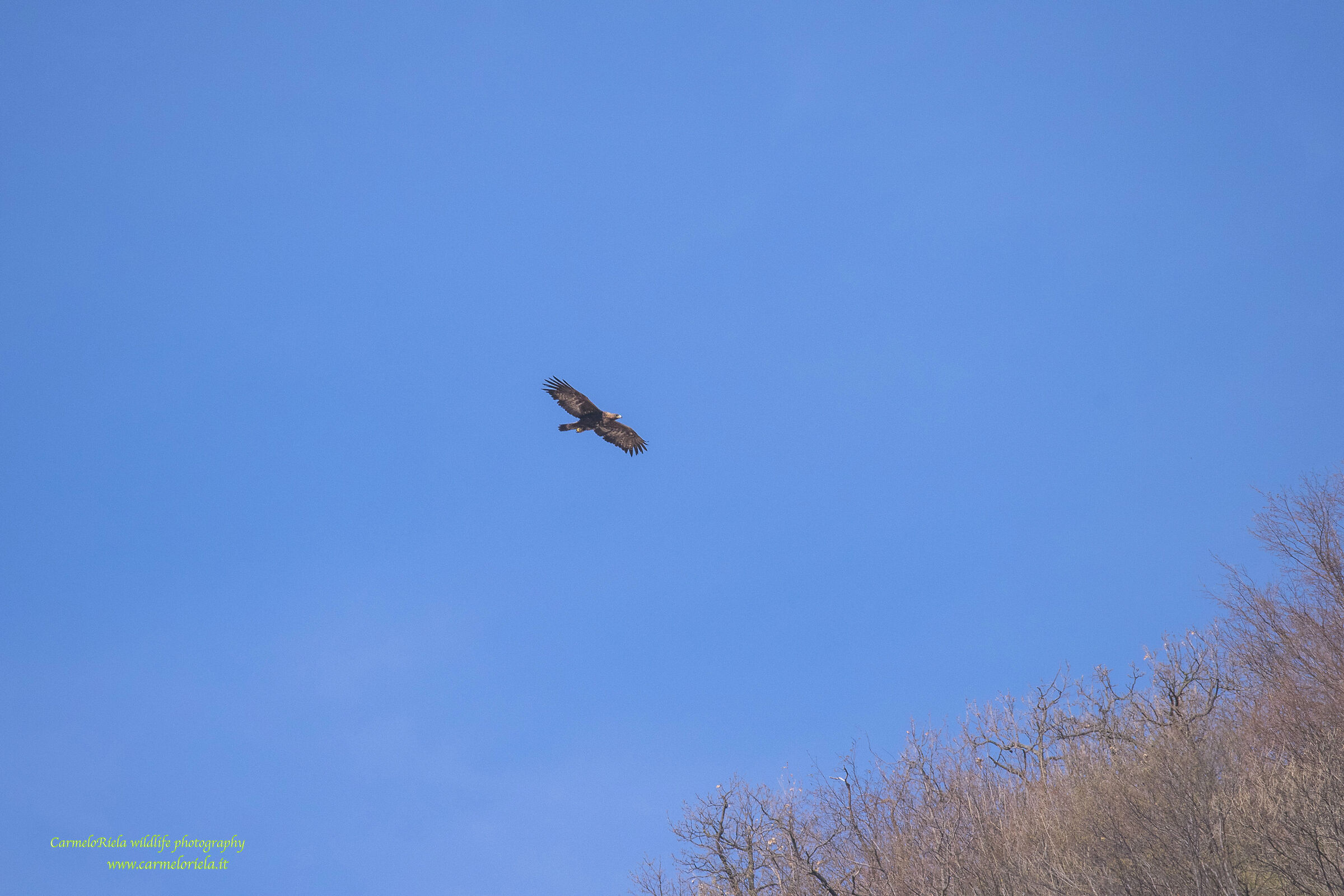 Aquila Reale in ricognizione