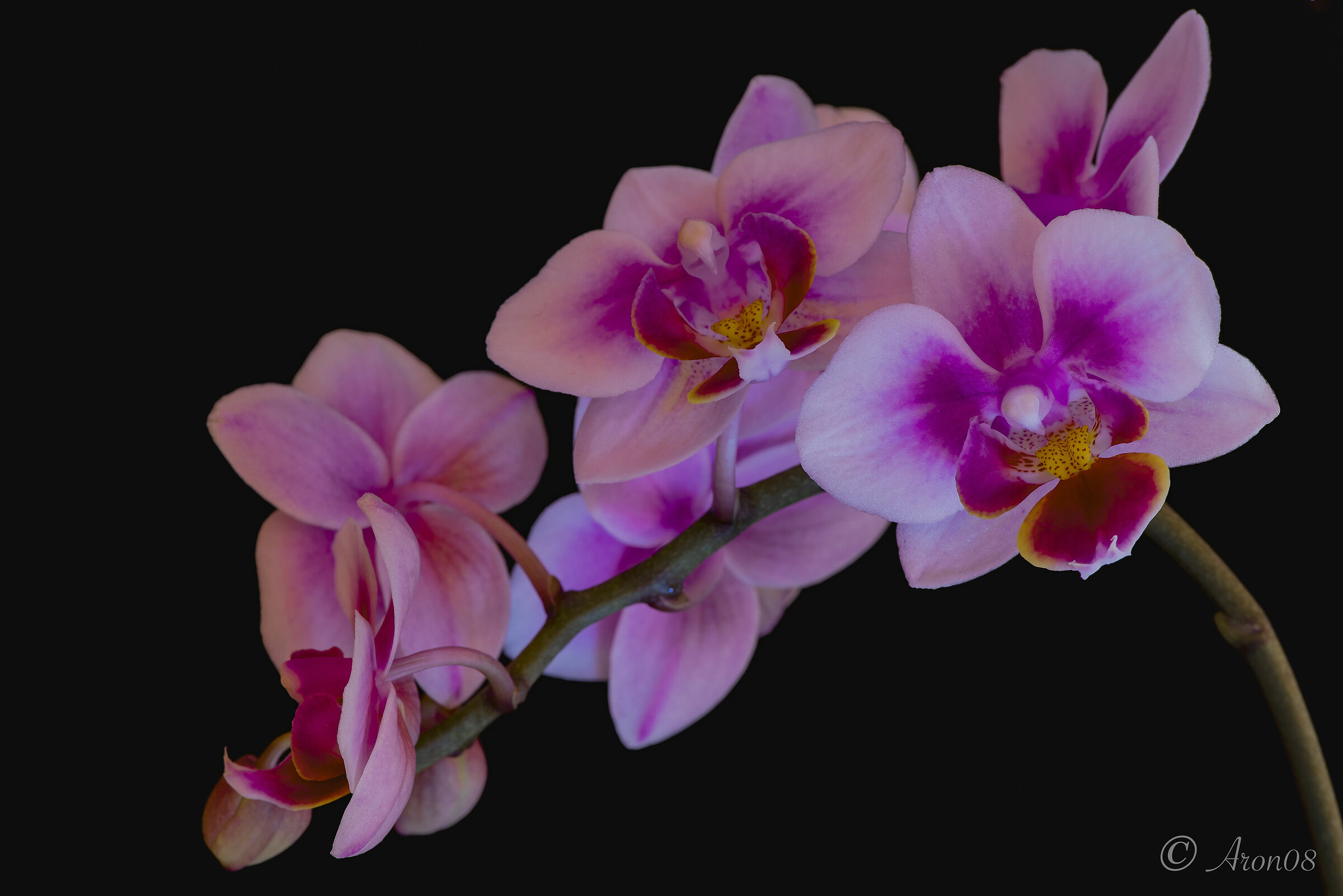 Phalaenopsis