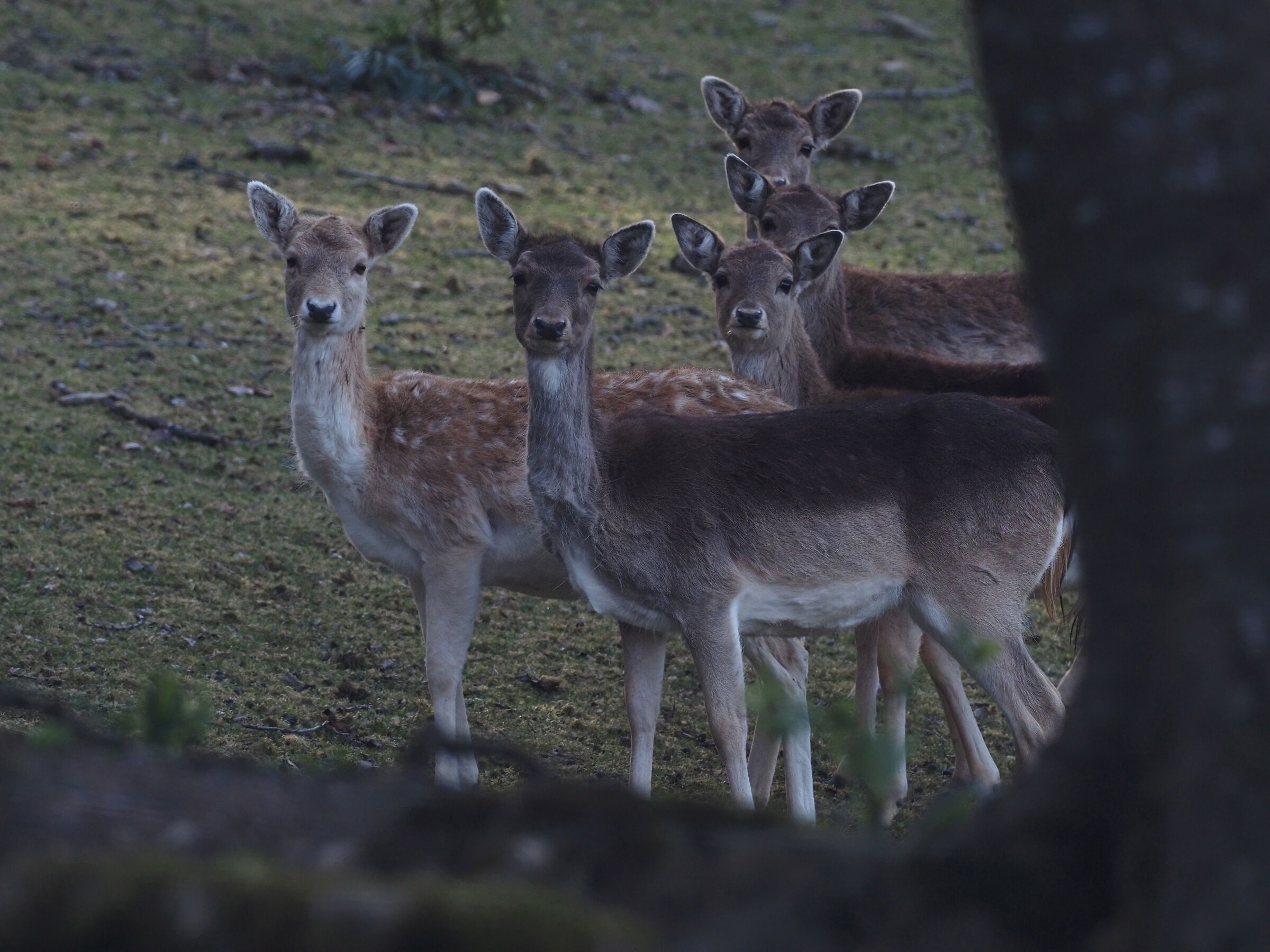 Daino femmina molto curiose