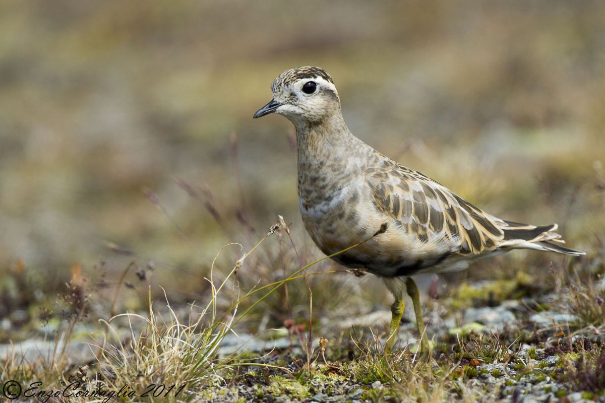 Plover Trottolino