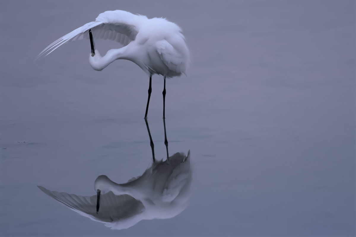 Garzetta che fà toilette