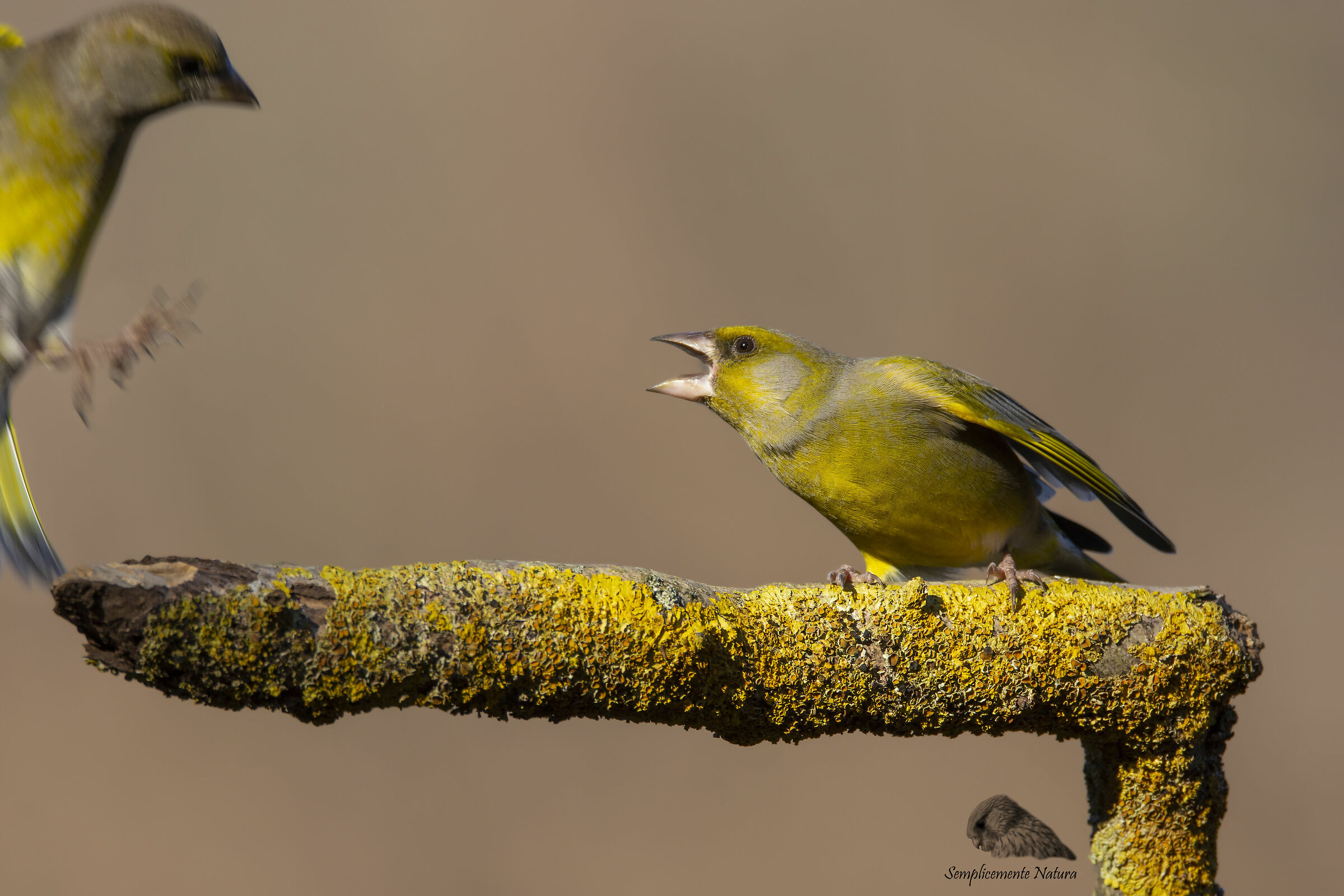 Unwanted Neighbors! (Chloris Chloris)