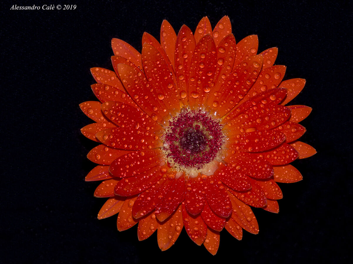 A small Sun (Gerbera) 8715
