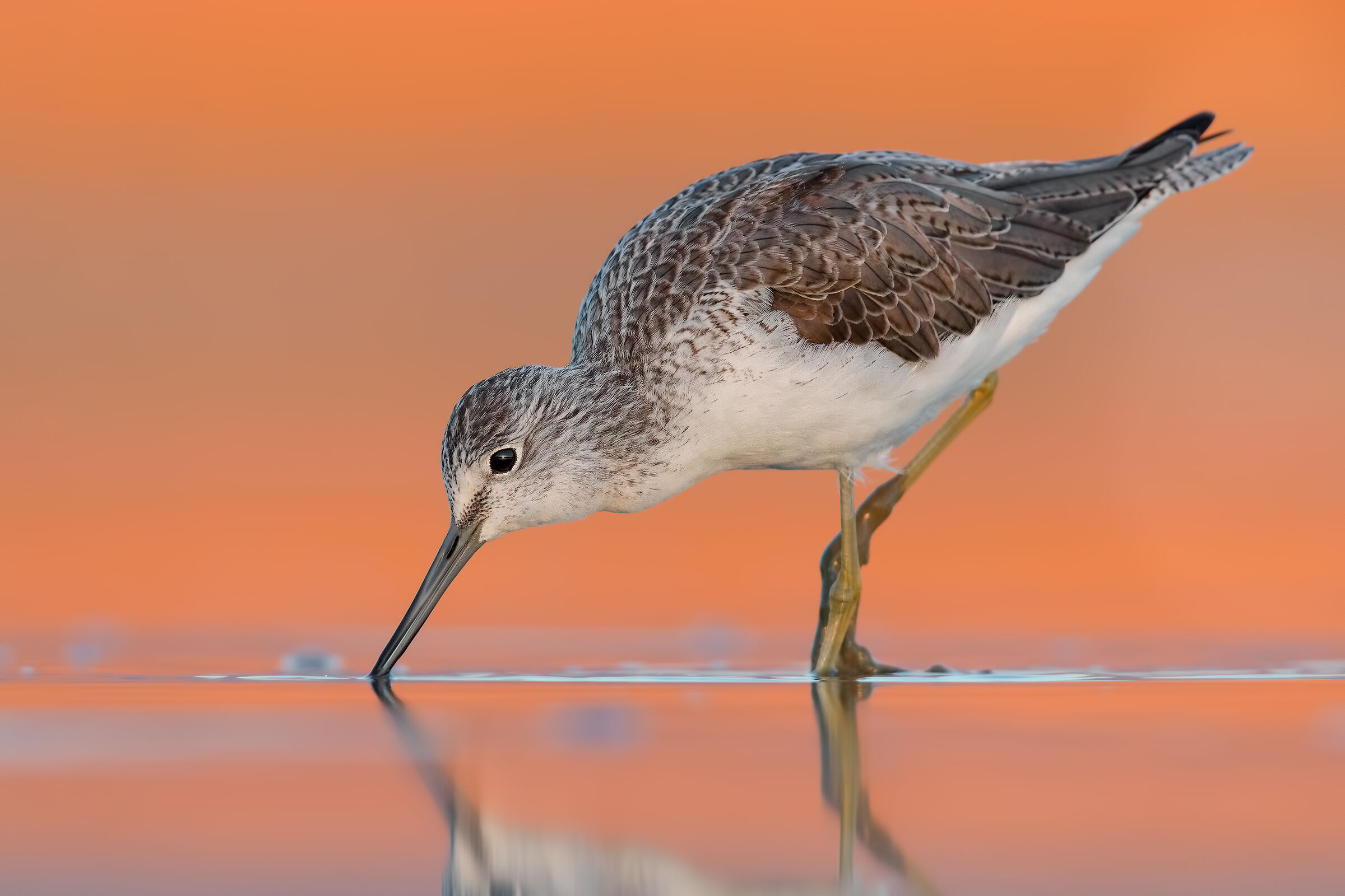 Greenshank