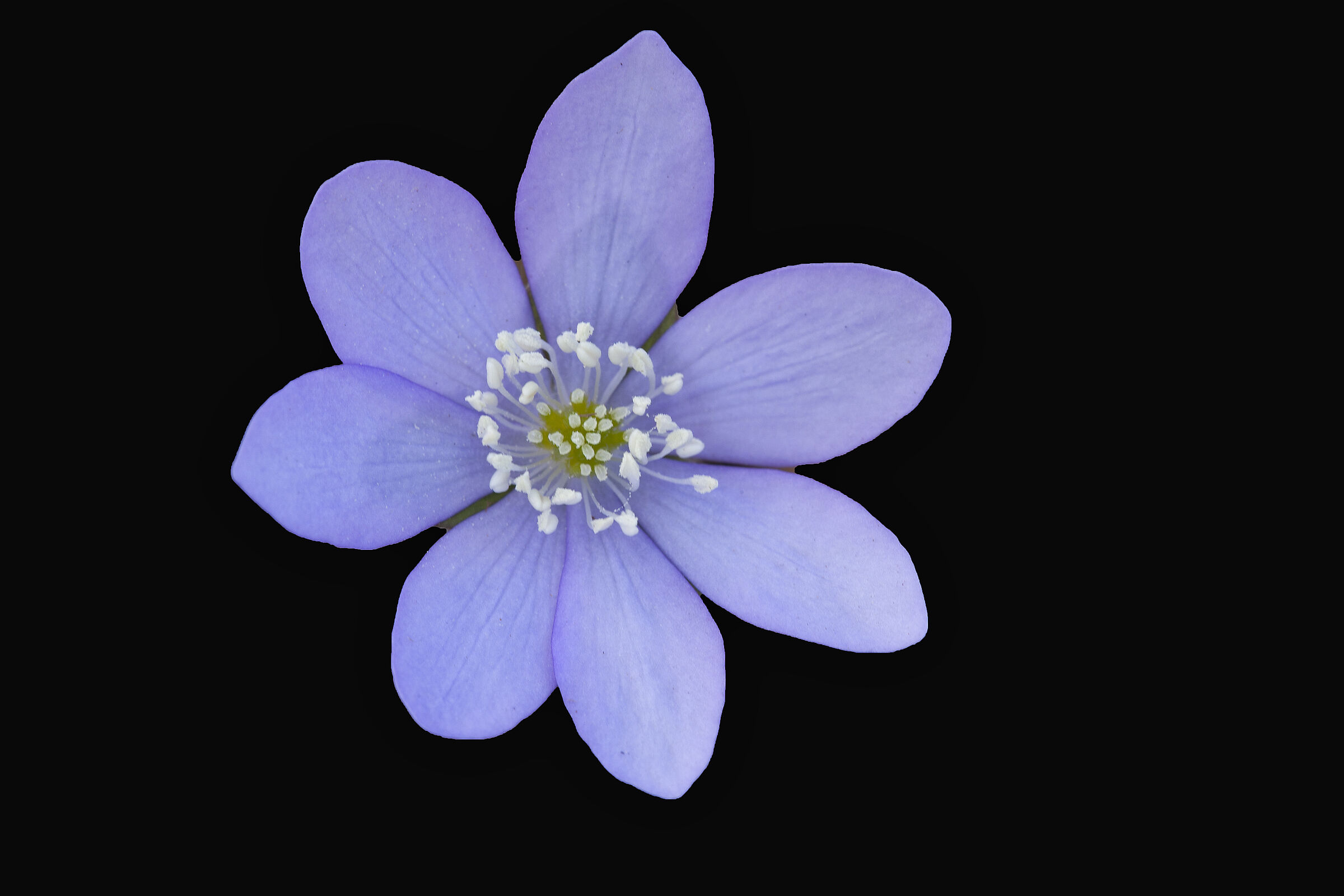 Hepatica Nobilis