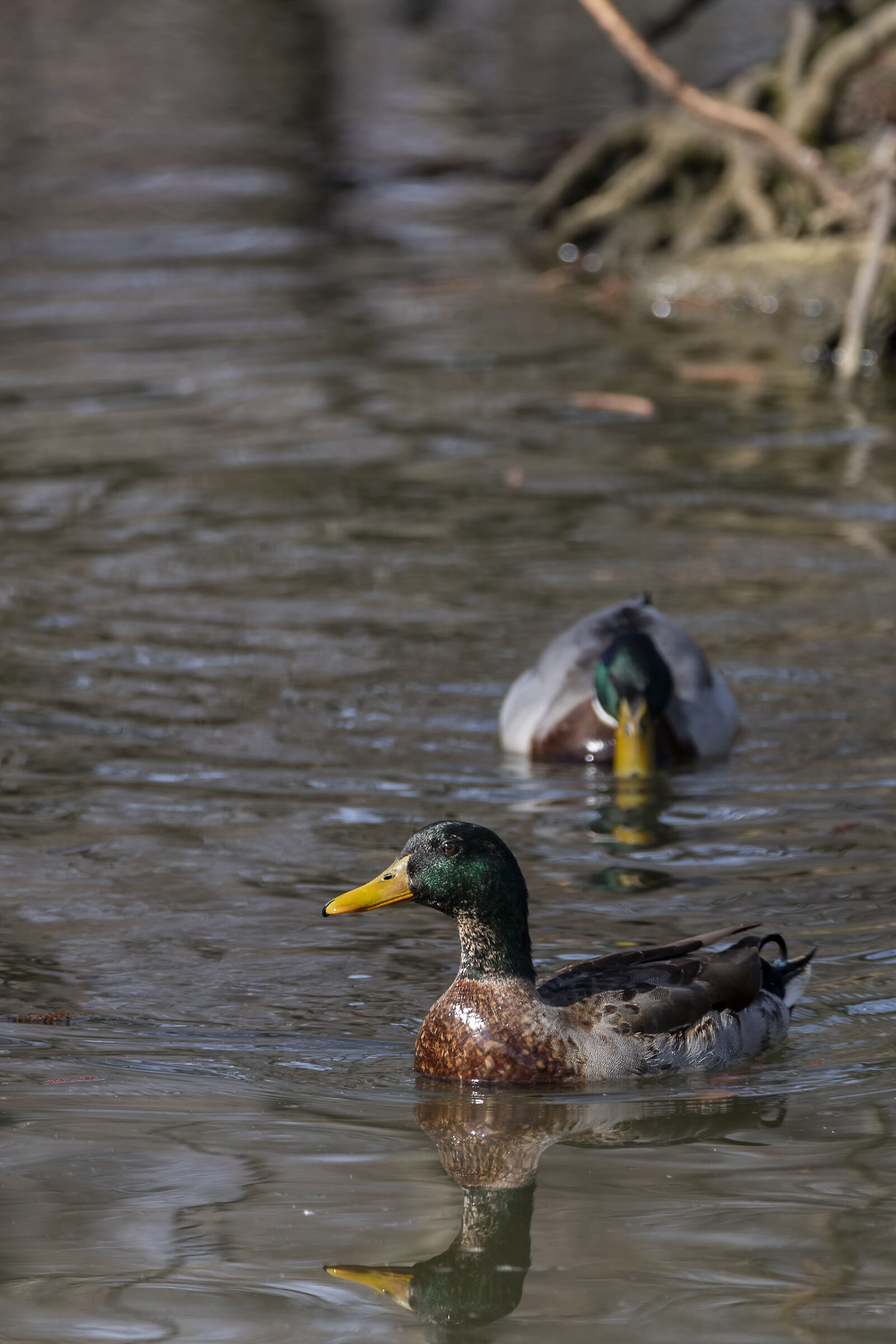 Mallards