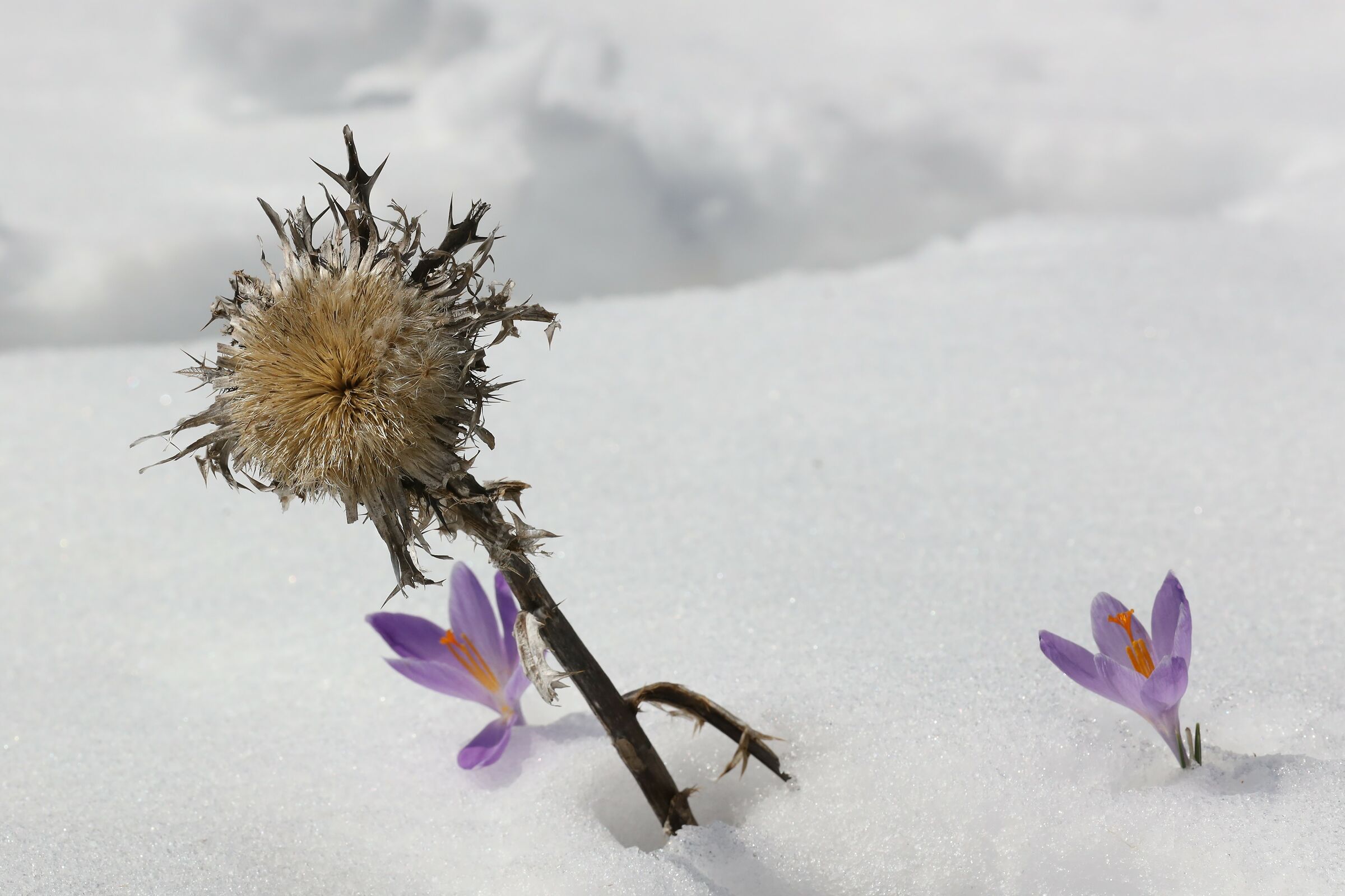 Una rondine non fà primavera...un croco si