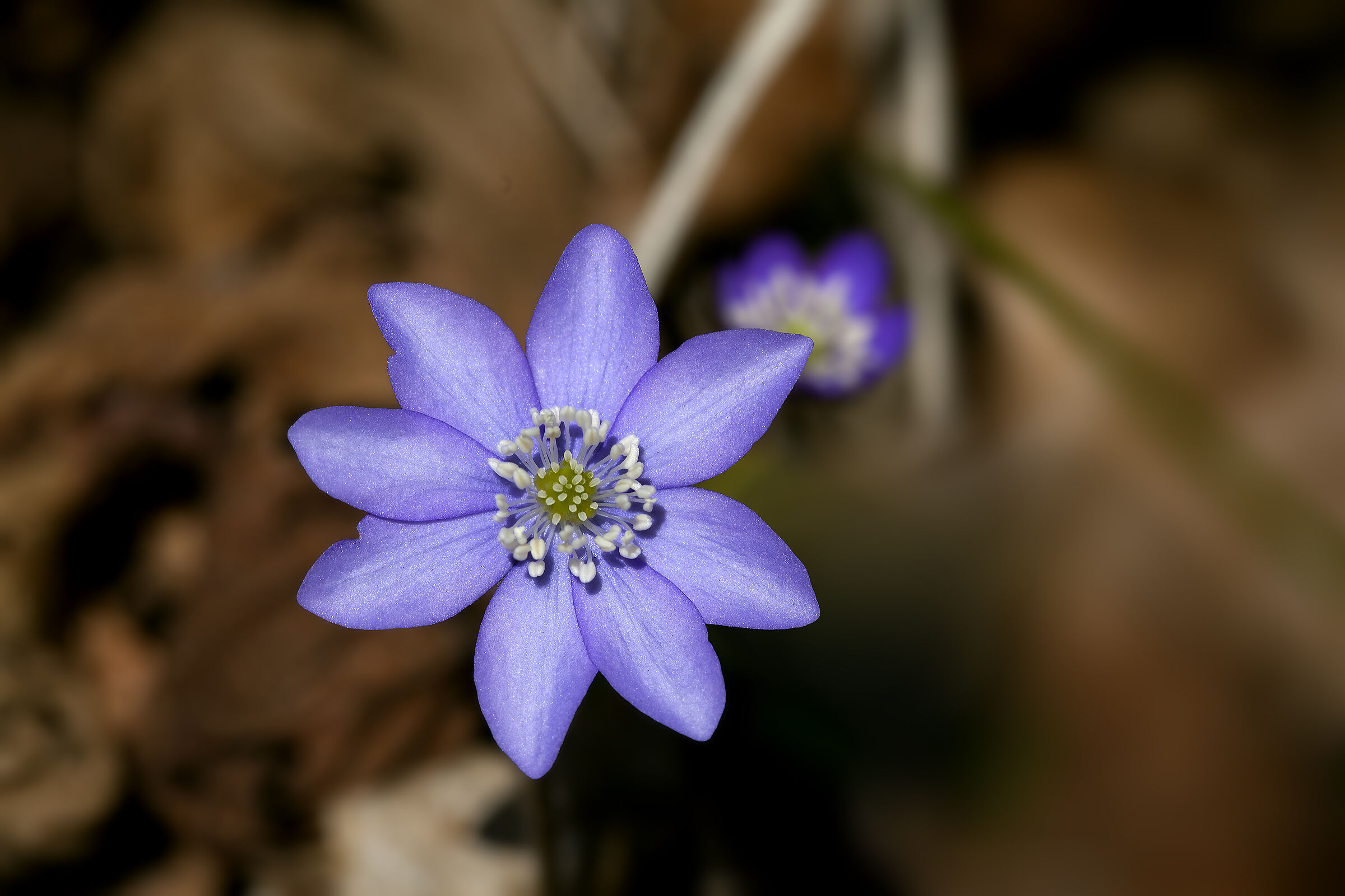 Hepatica Nobilis