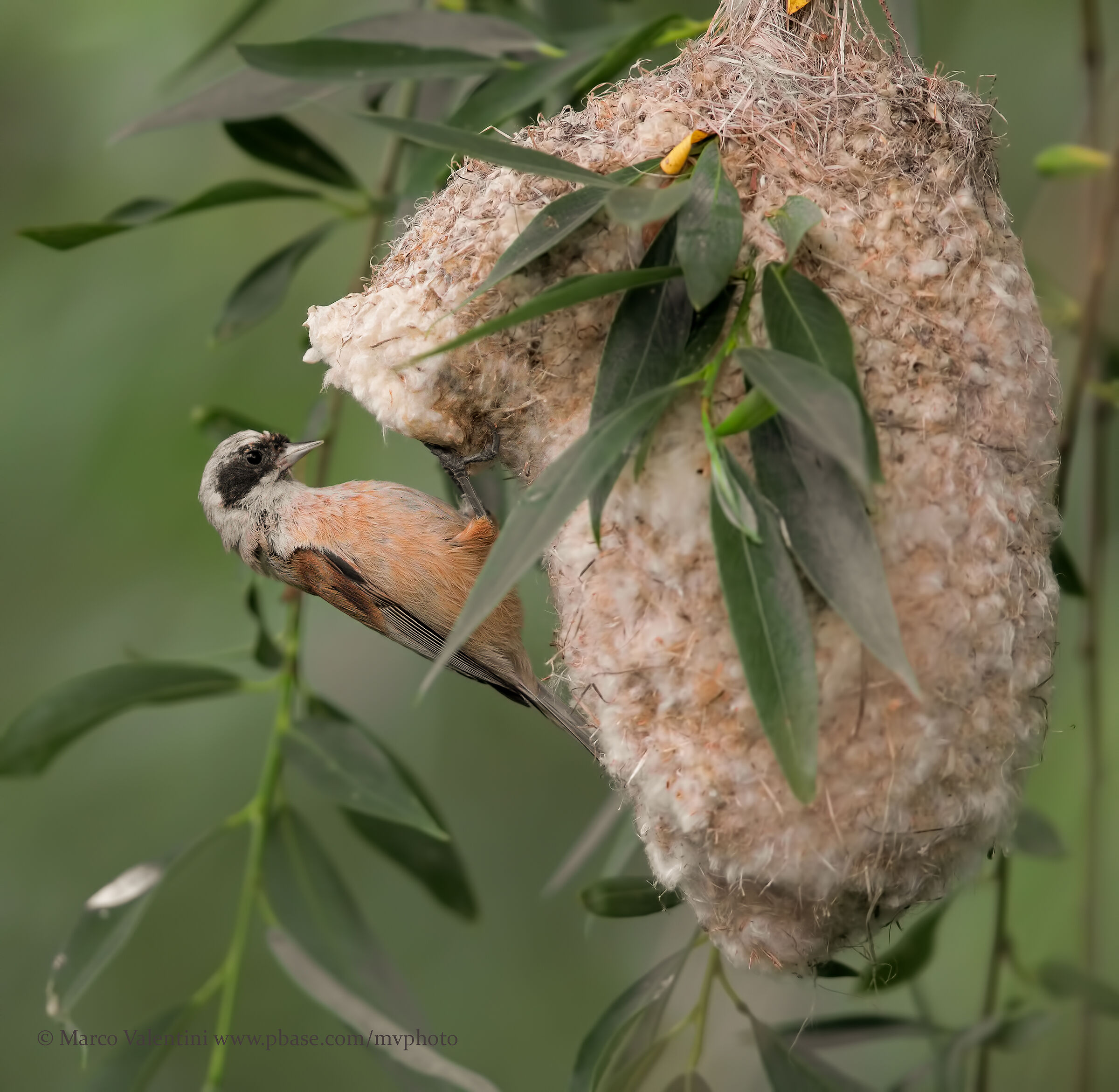 Pendolino at the nest
